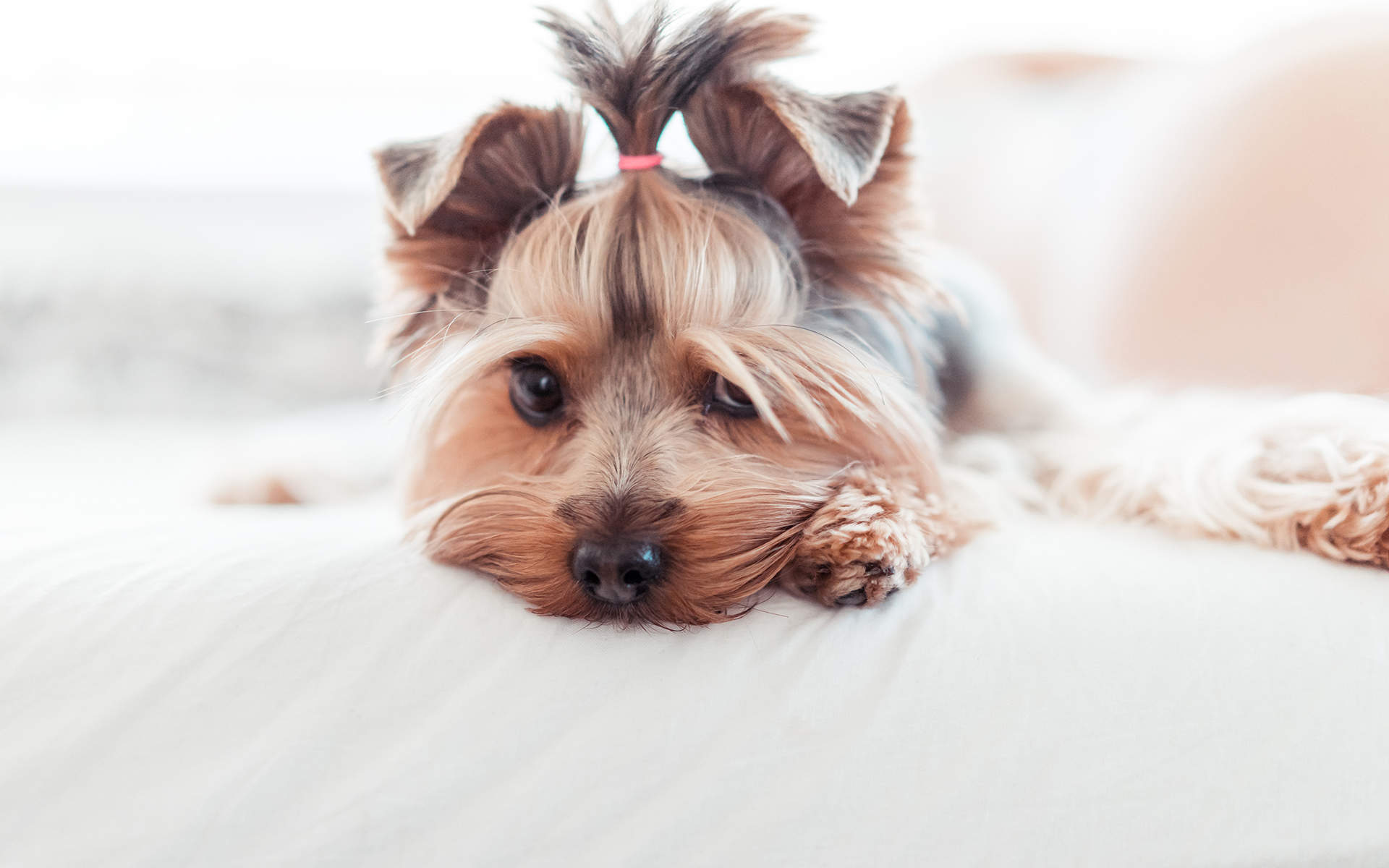 高清蝴蝶犬图片之可爱的小狗十二生肖狗图片图片