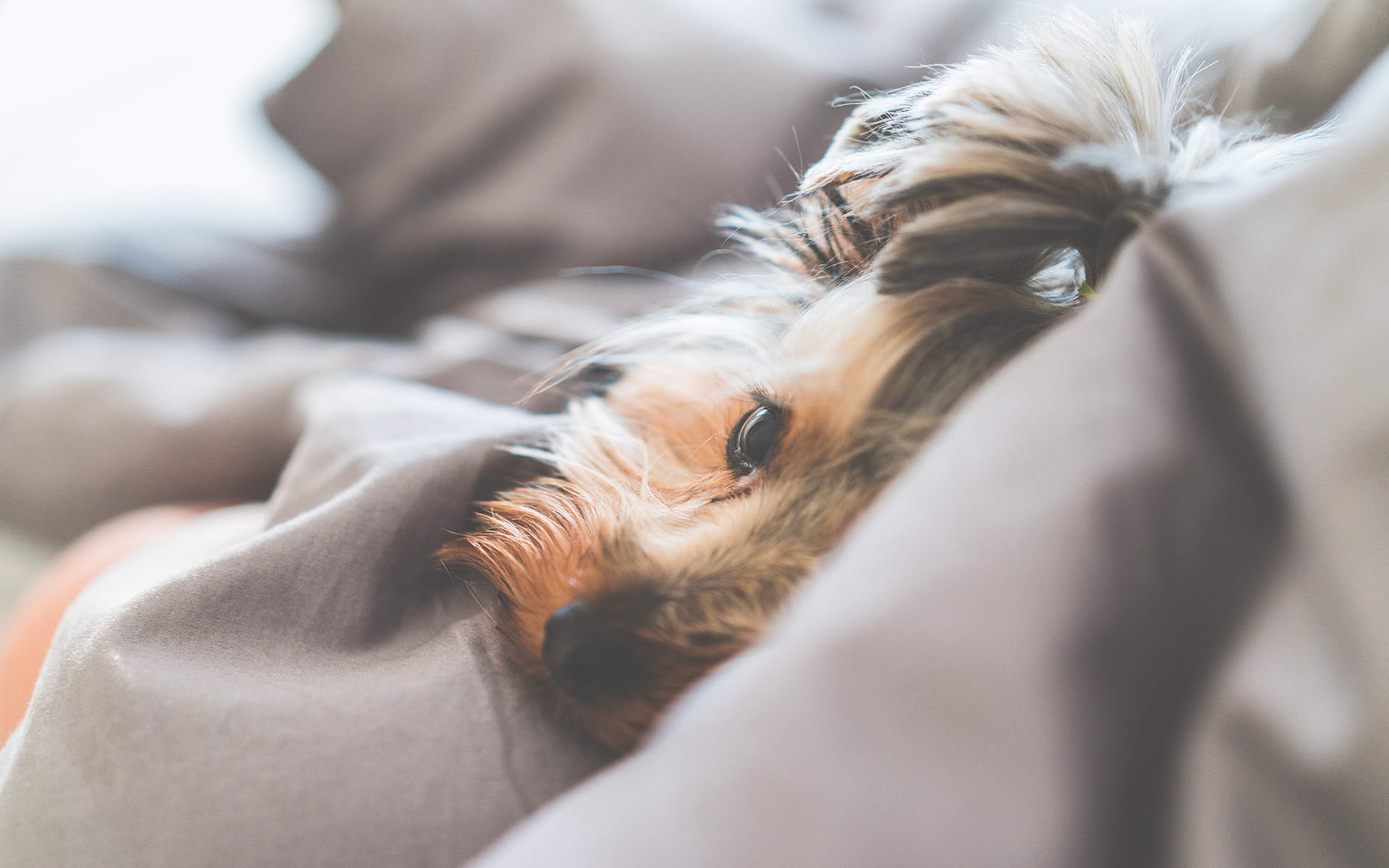 高清蝴蝶犬图片之可爱的小狗十二生肖狗图片图片