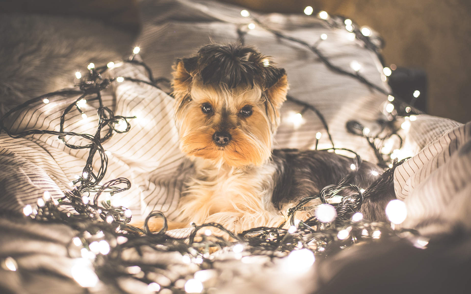 高清蝴蝶犬图片之可爱的小狗十二生肖狗图片图片