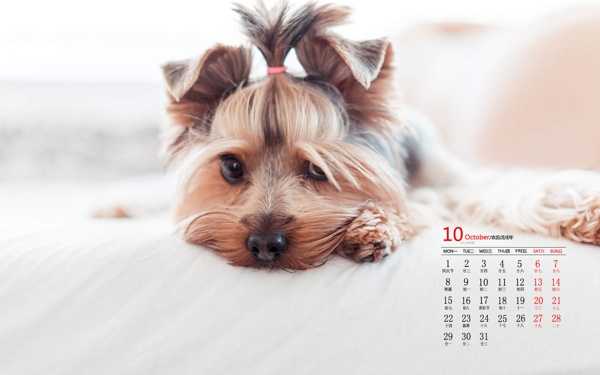 高清蝴蝶犬图片之可爱的小狗十二生肖狗图片图片