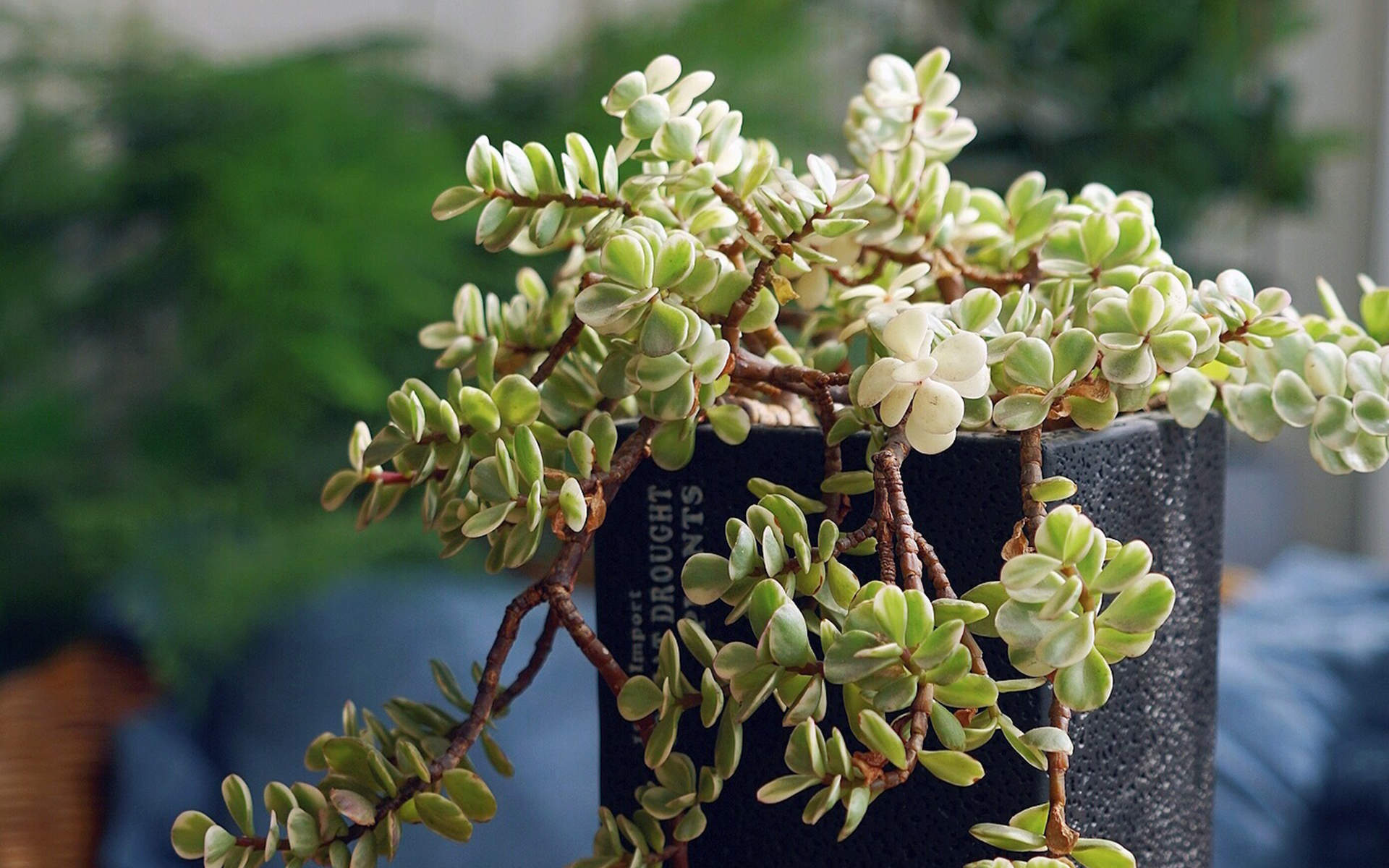 小清新植物嫩芽图片桌面壁纸图片