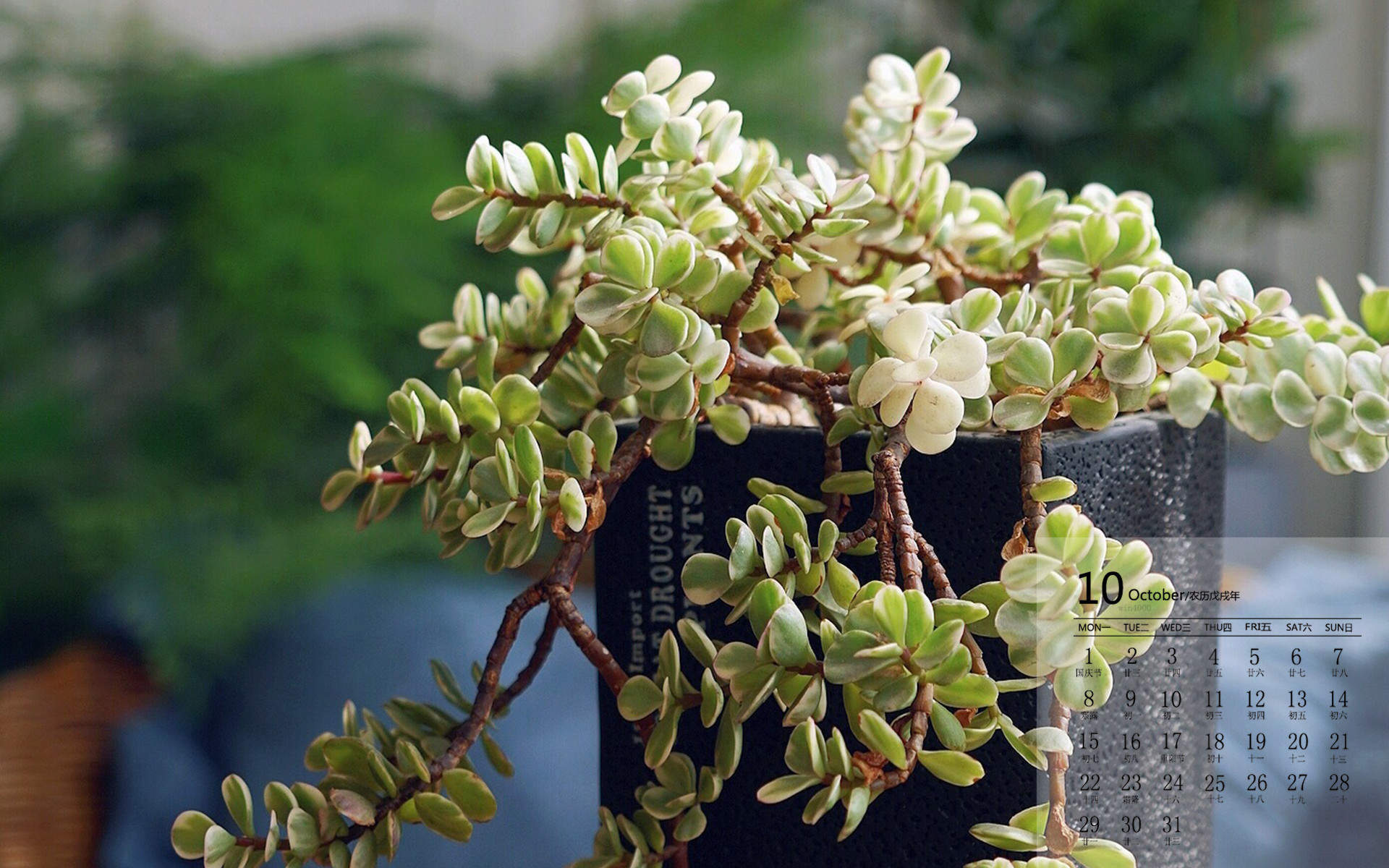 多肉植物图片