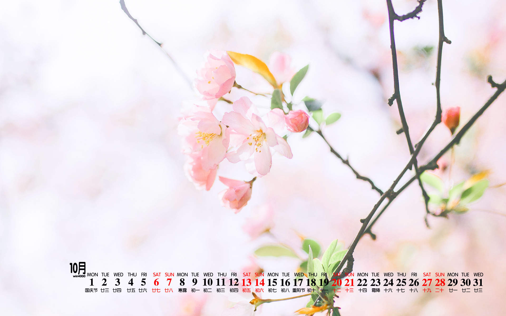 绿色植物图片