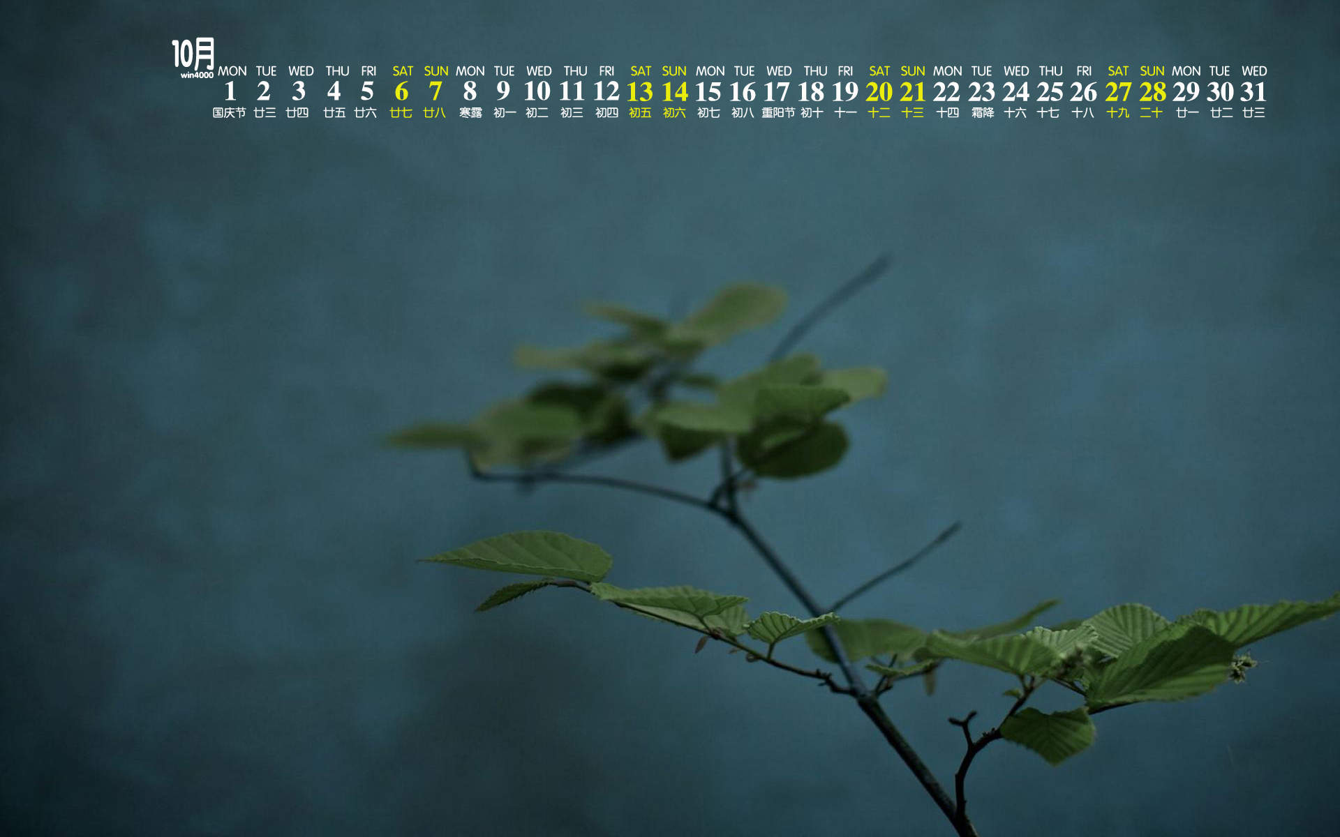 可爱的小雏菊小清新桌面壁纸图片