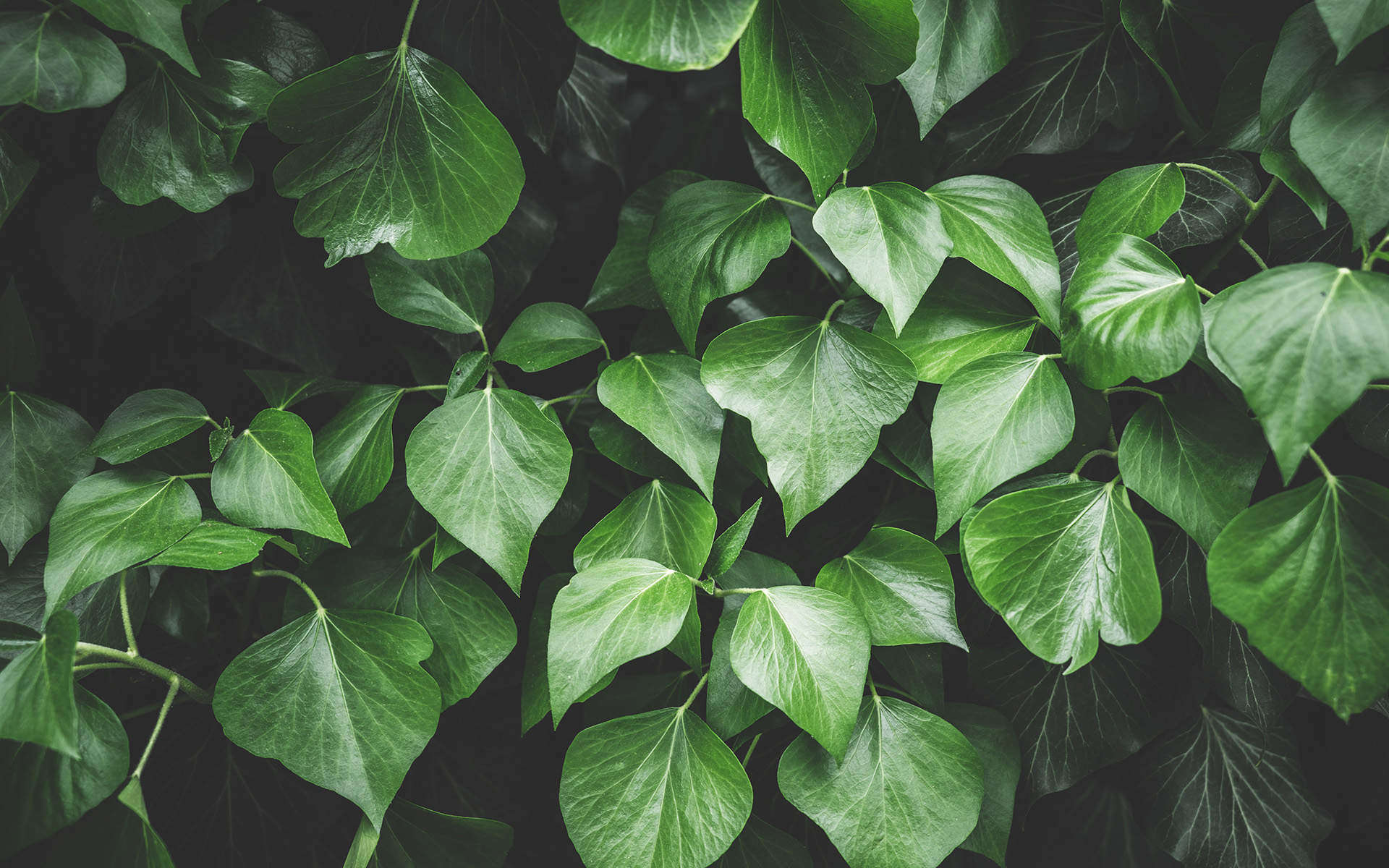 绿色植物图片