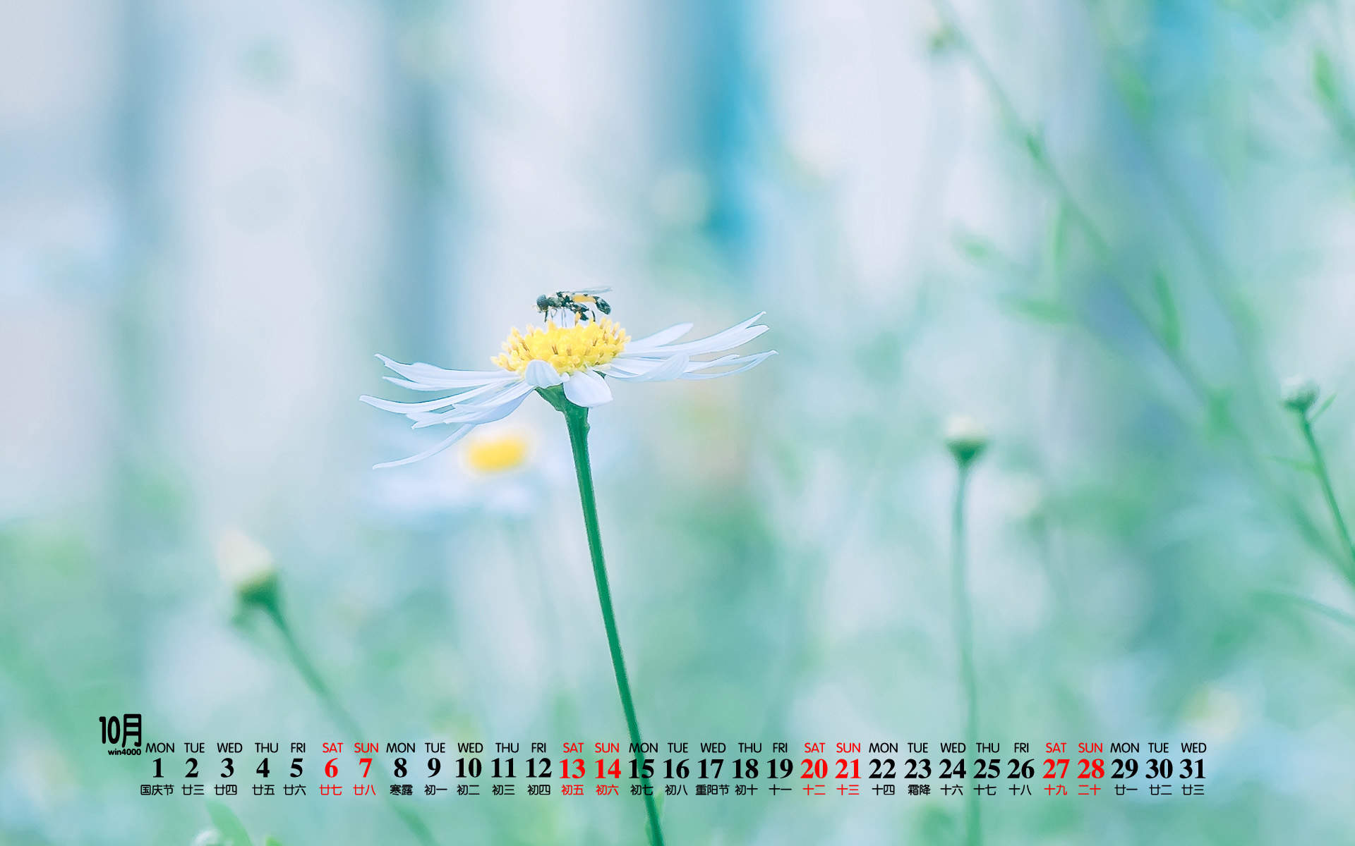 绿色植物图片