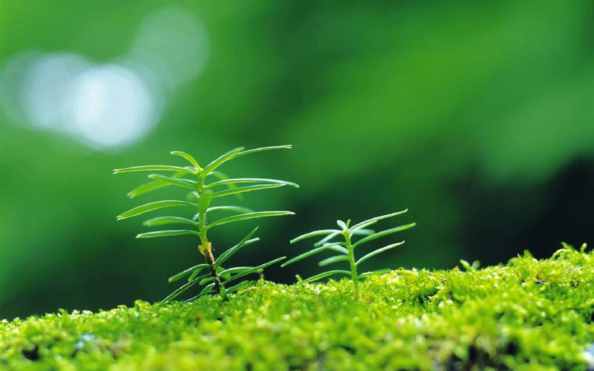 绿色植物图片