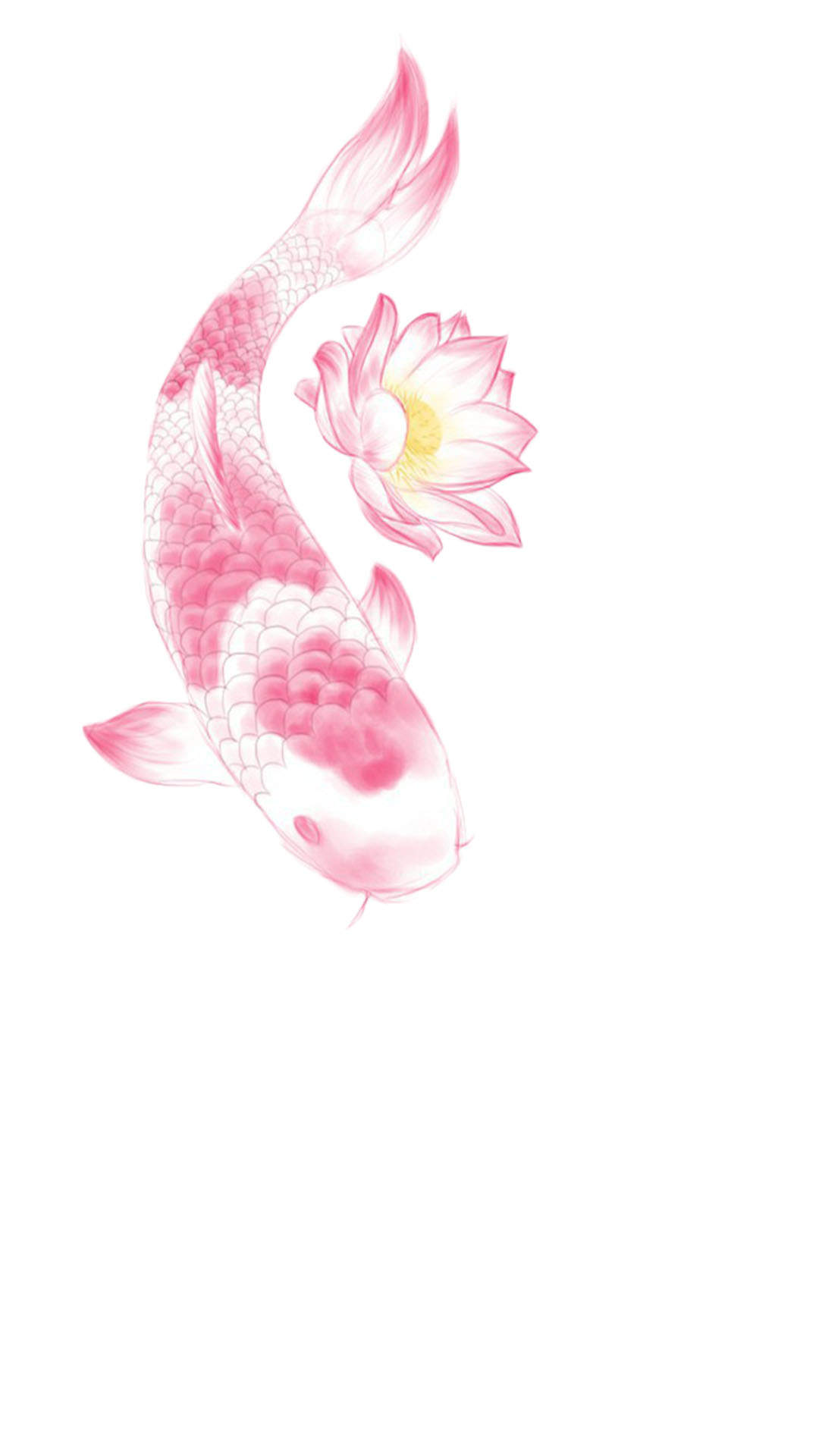 淡水鱼图片