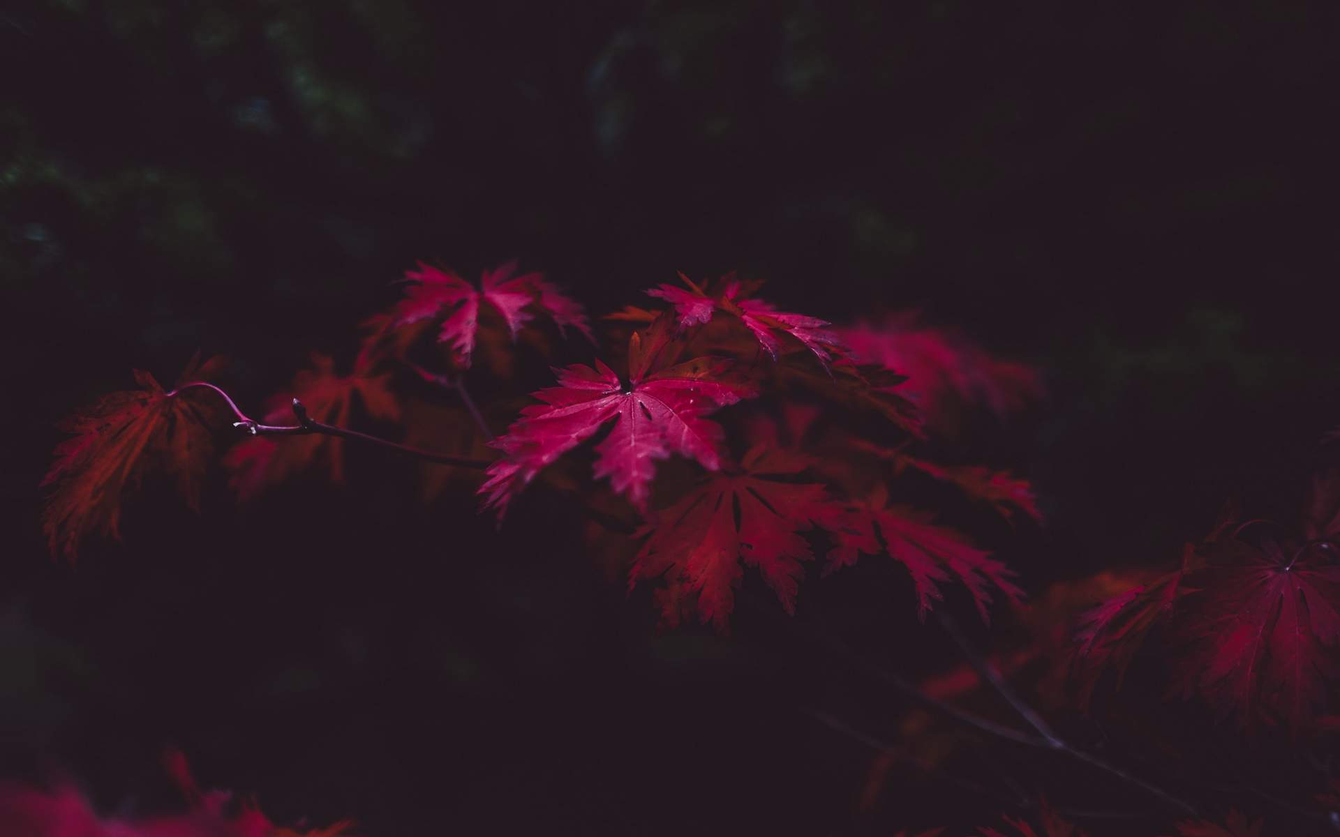 吴倩成熟妩媚写真图片电脑壁纸图片