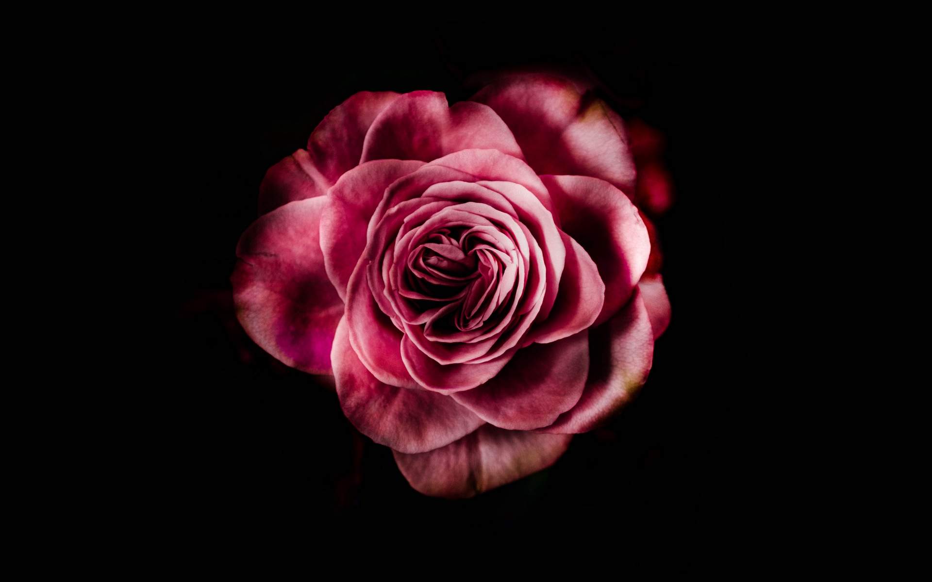 玫瑰花图片