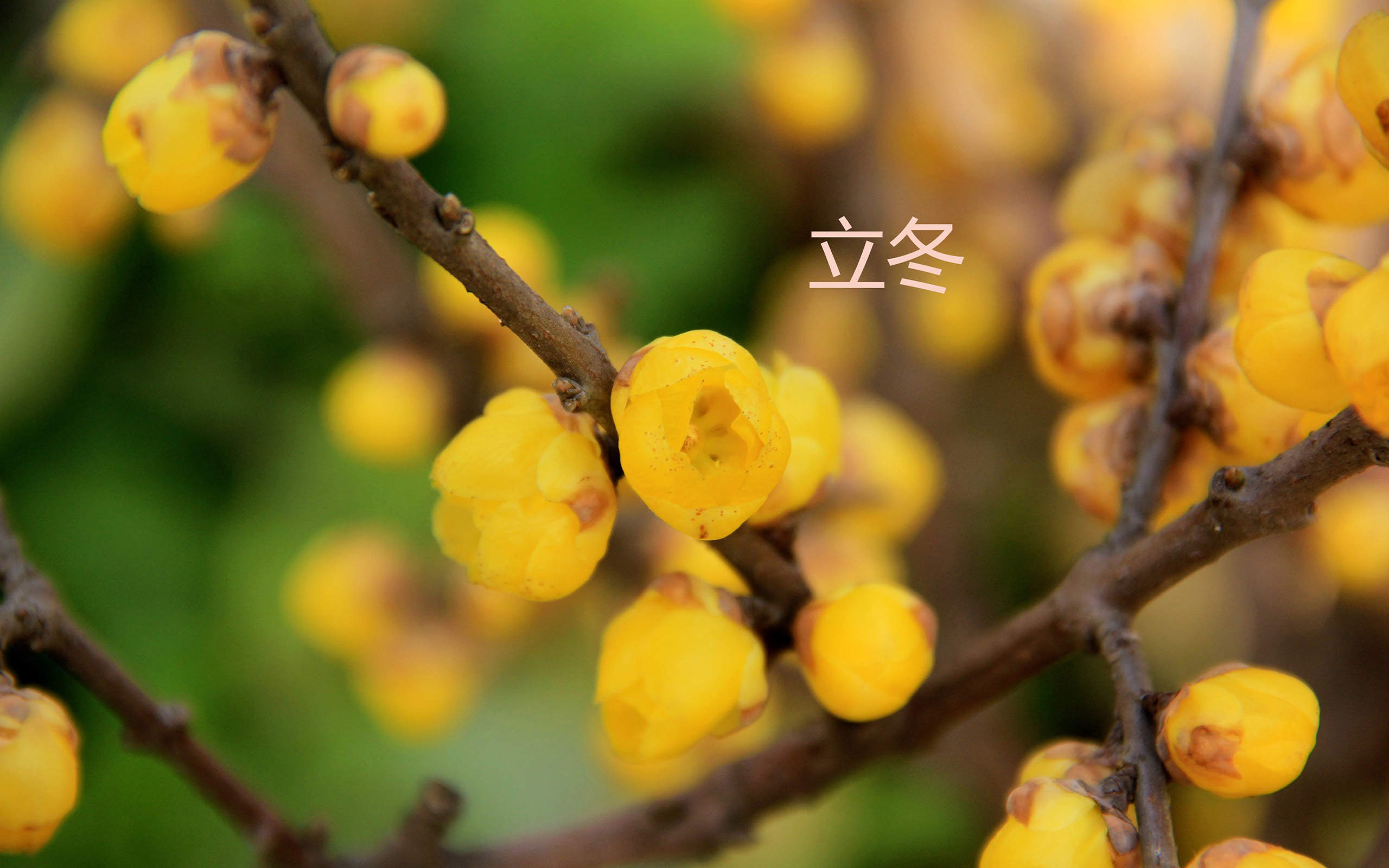 梅花图片
