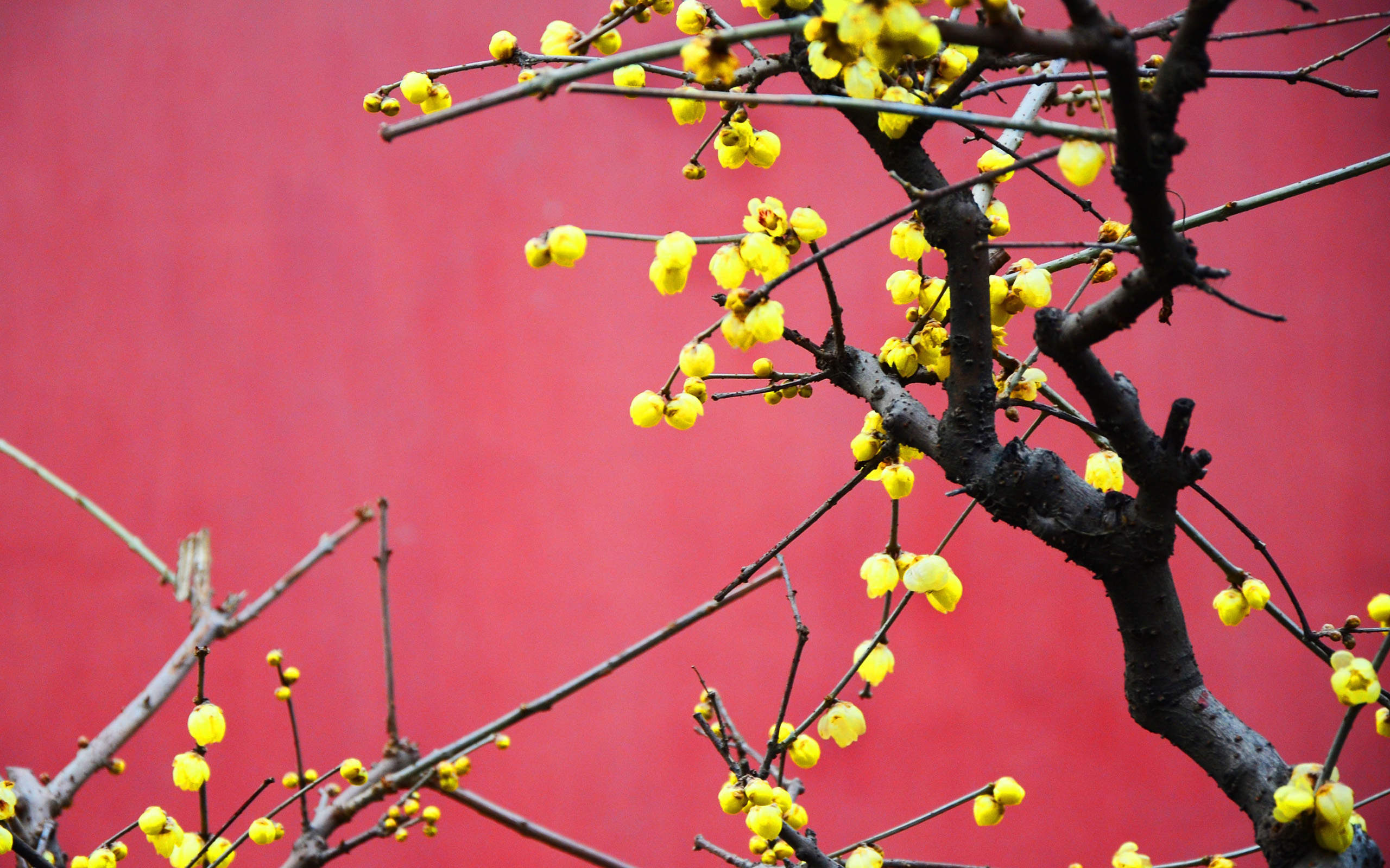 梅花图片