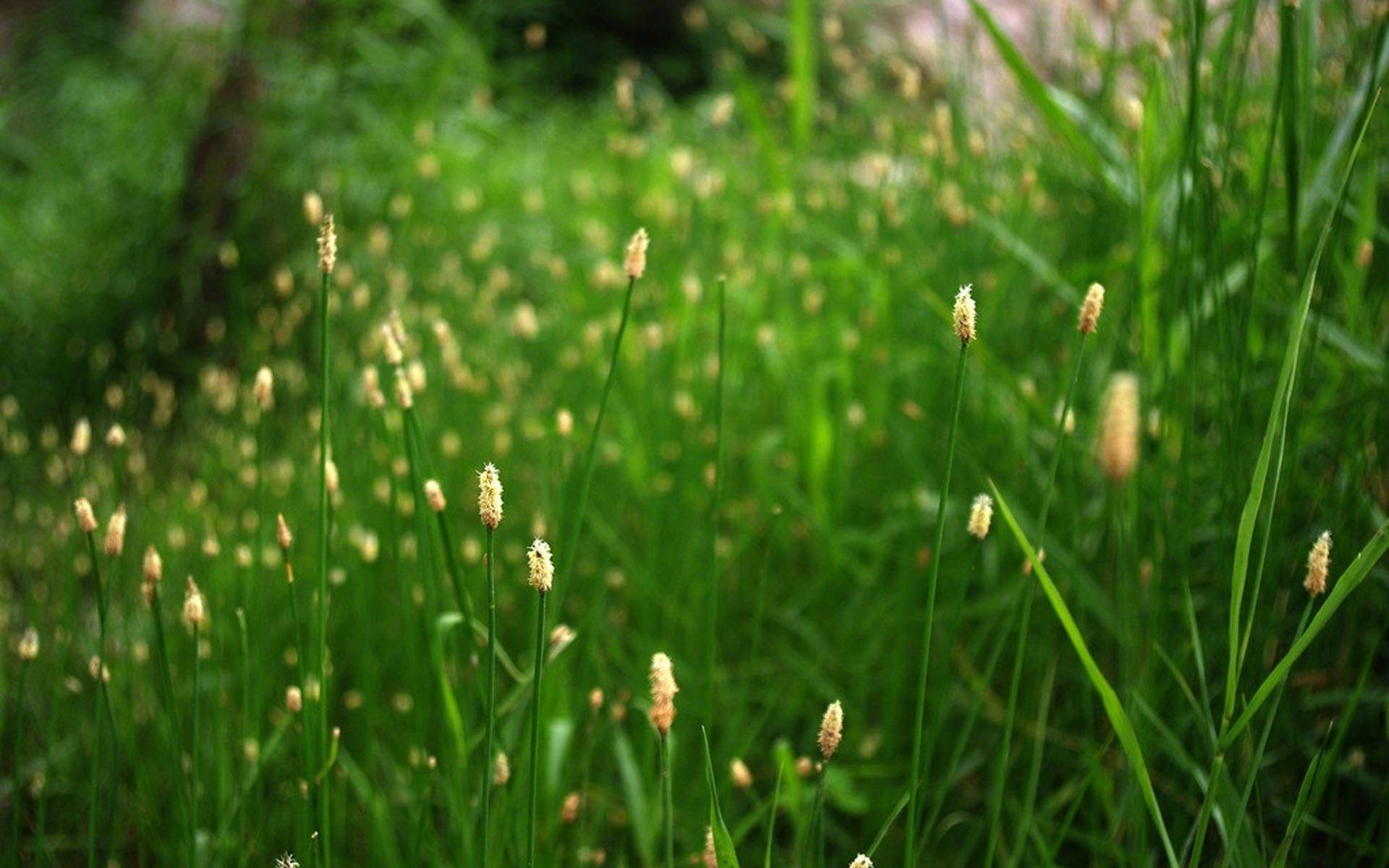 绿色植物图片