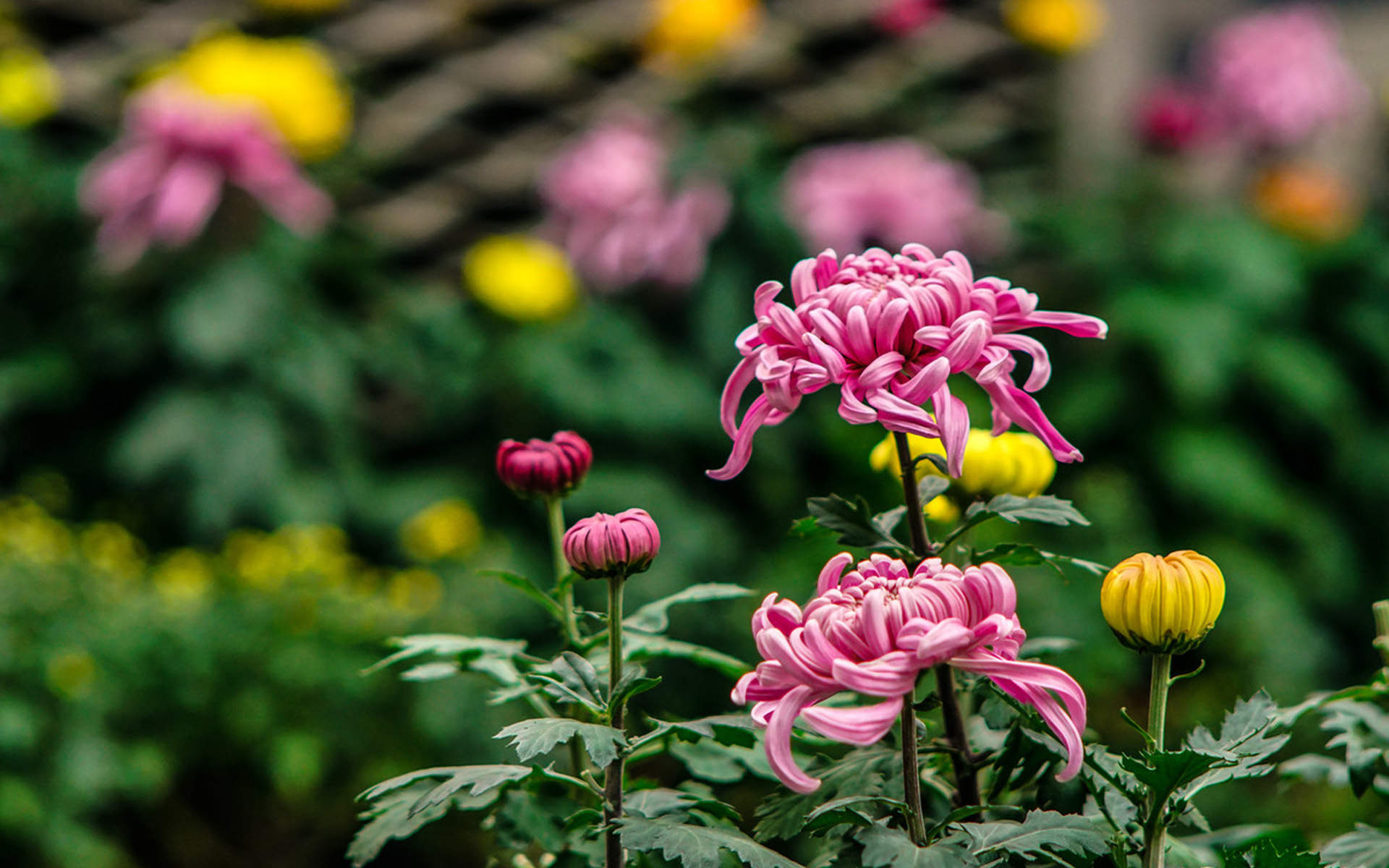 2020年11月重阳节娇艳菊花高清日历壁纸图片