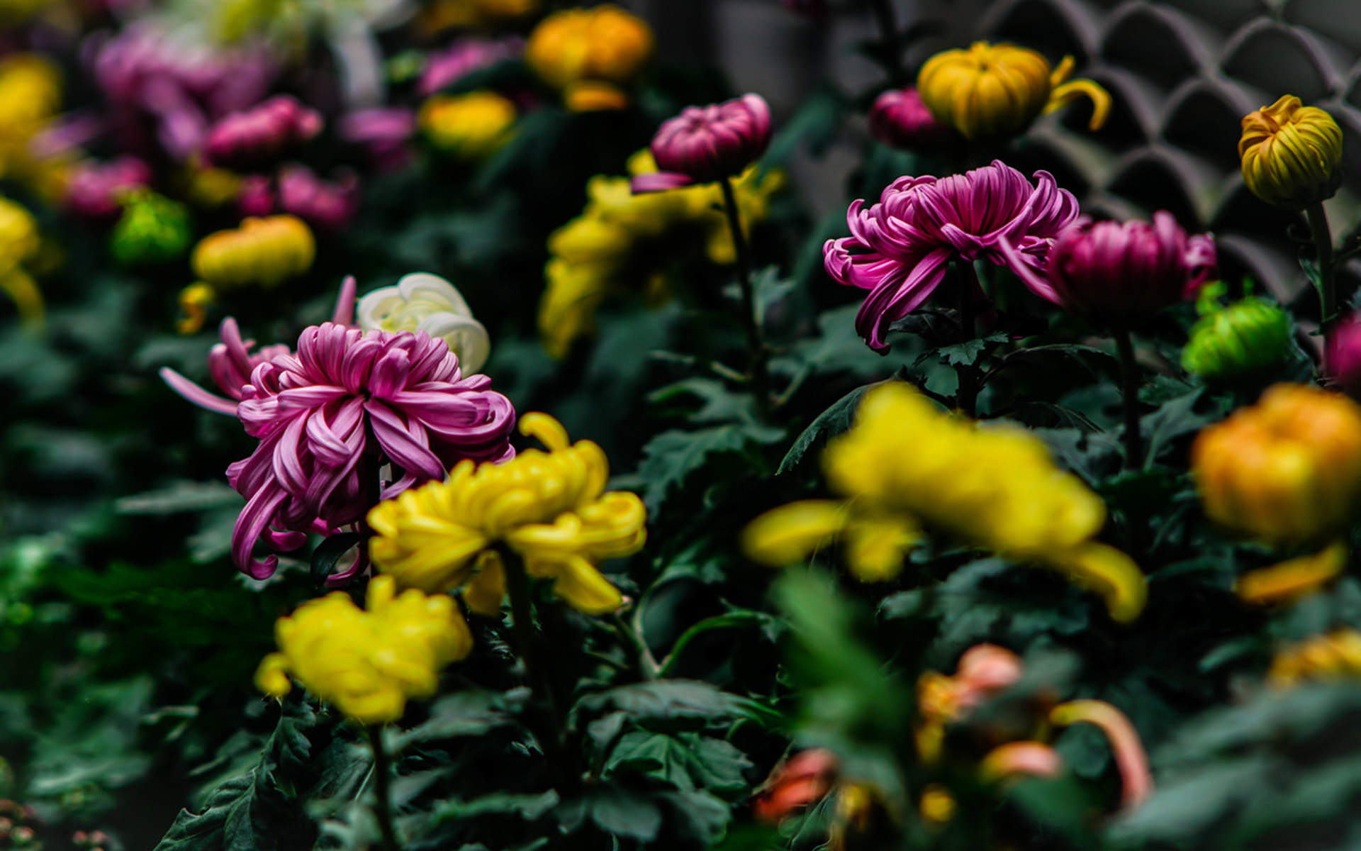 菊花图片