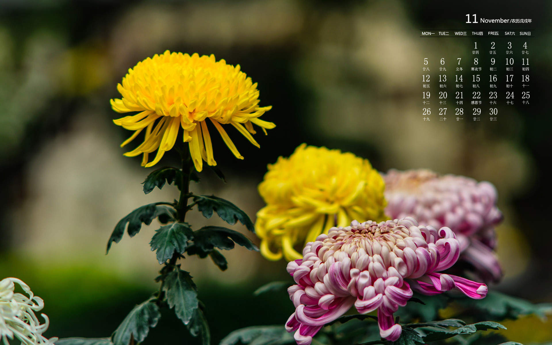 菊花图片