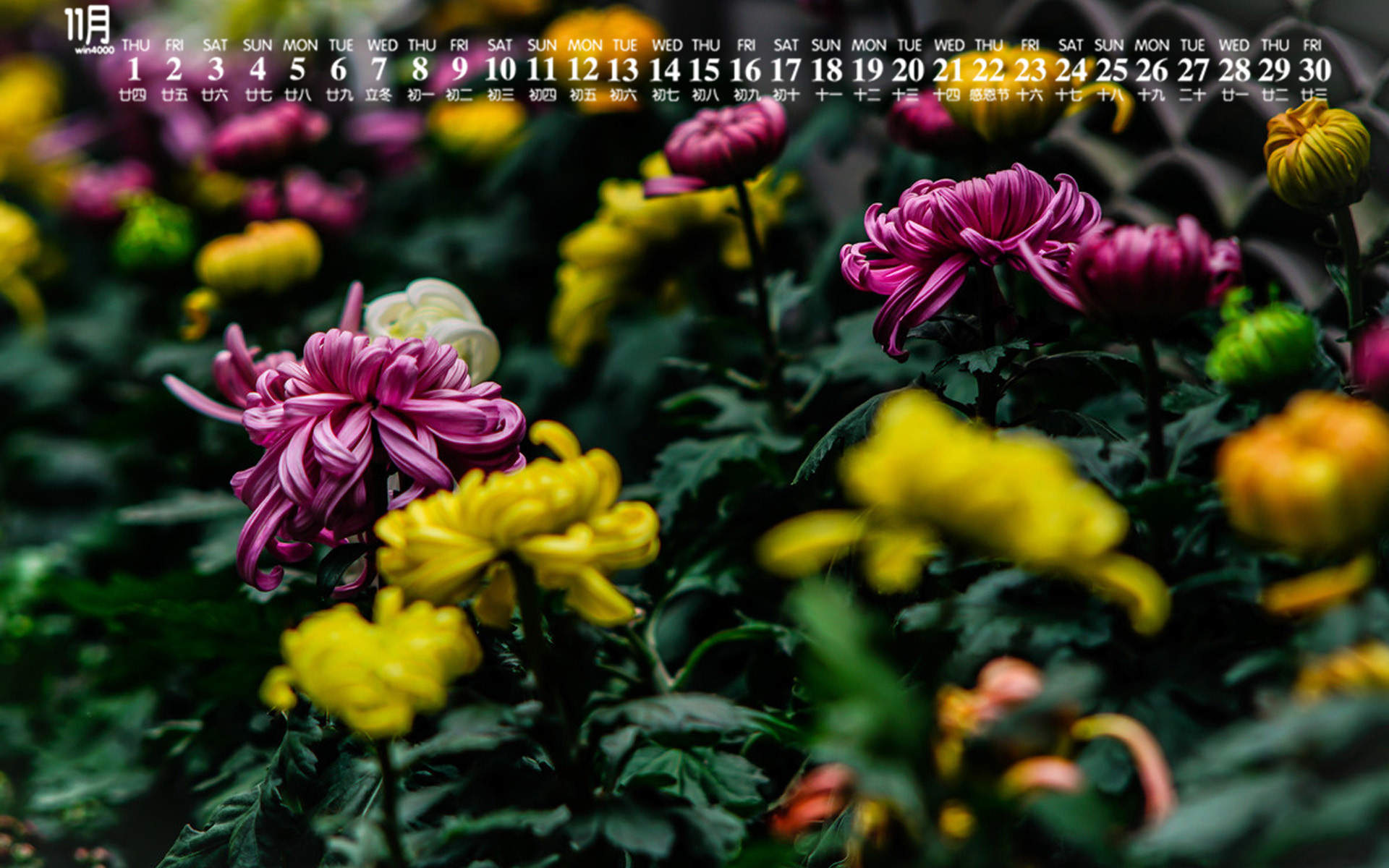 菊花图片