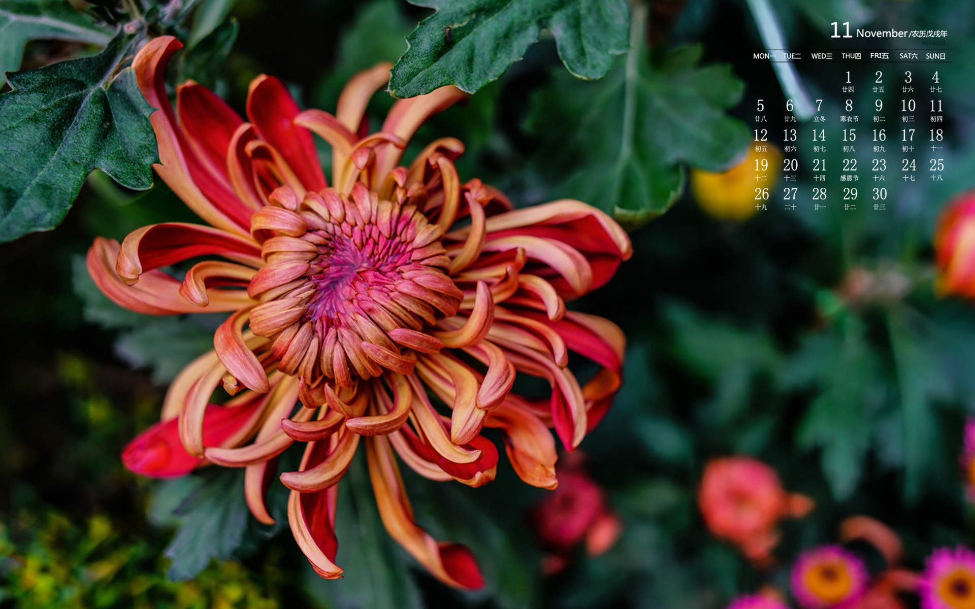 菊花图片