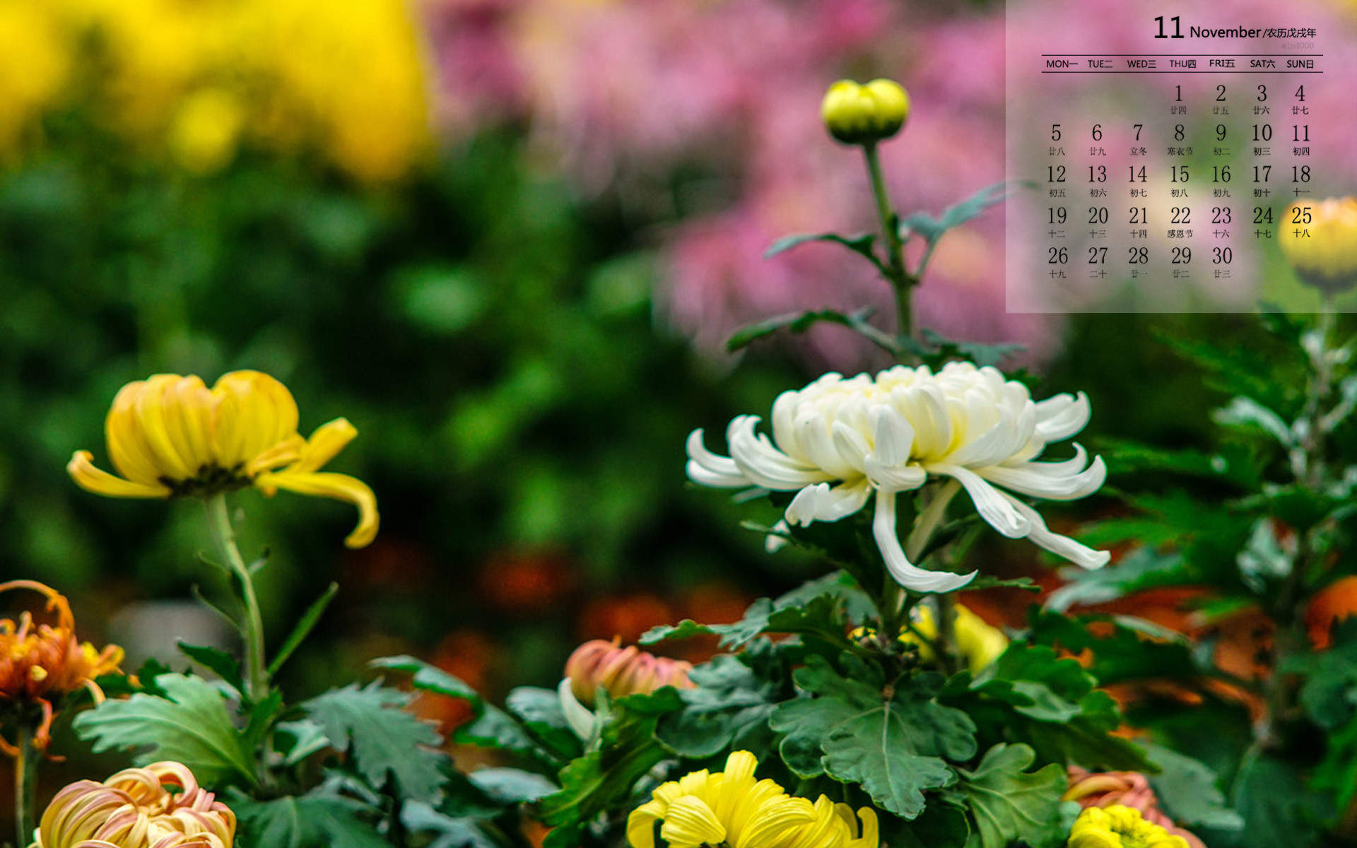 2018年11月唯美菊花图片日历壁纸图片