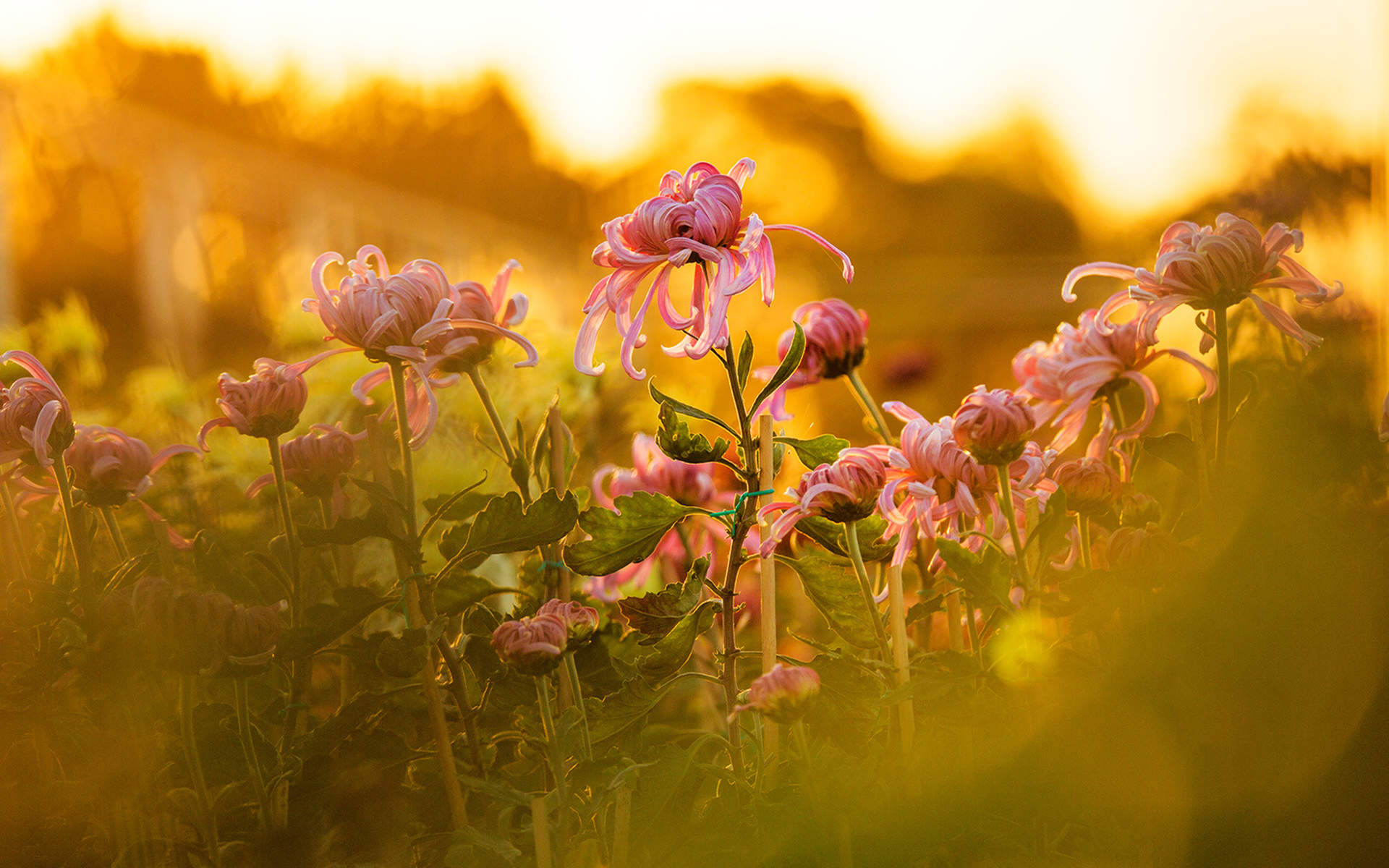 菊花图片