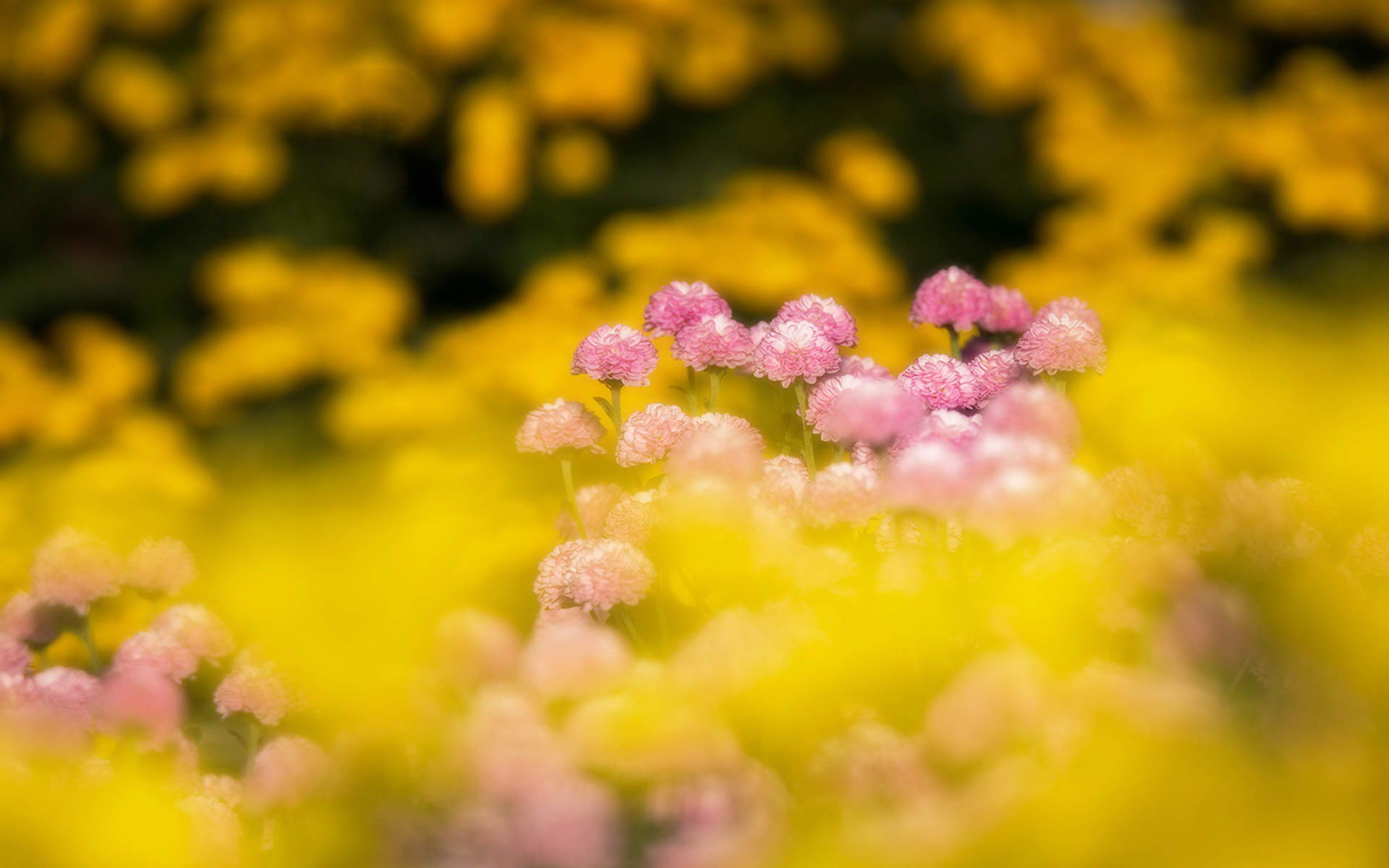 菊花图片