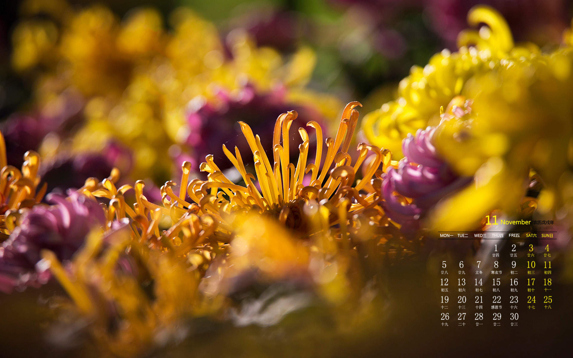 菊花图片