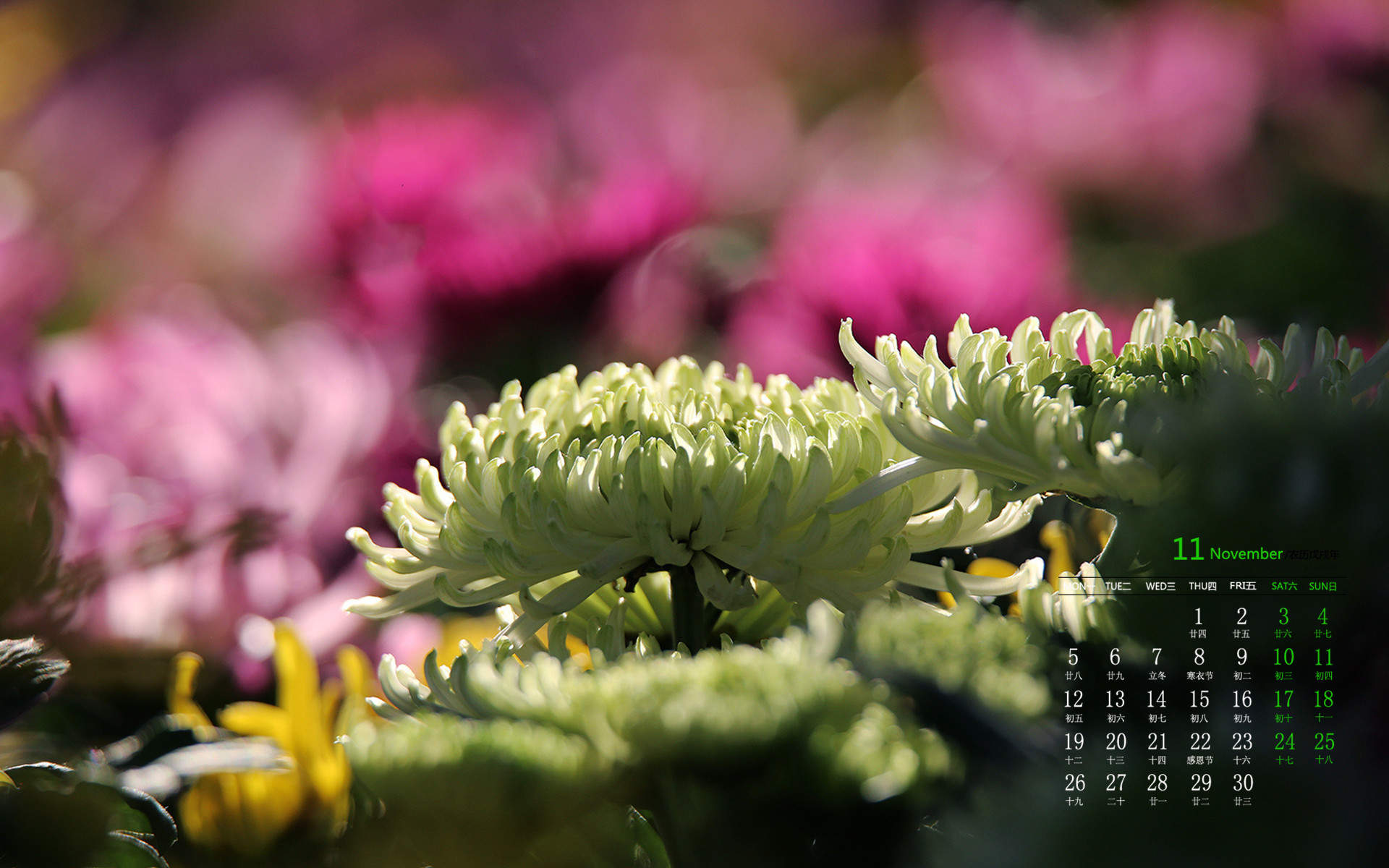 菊花图片