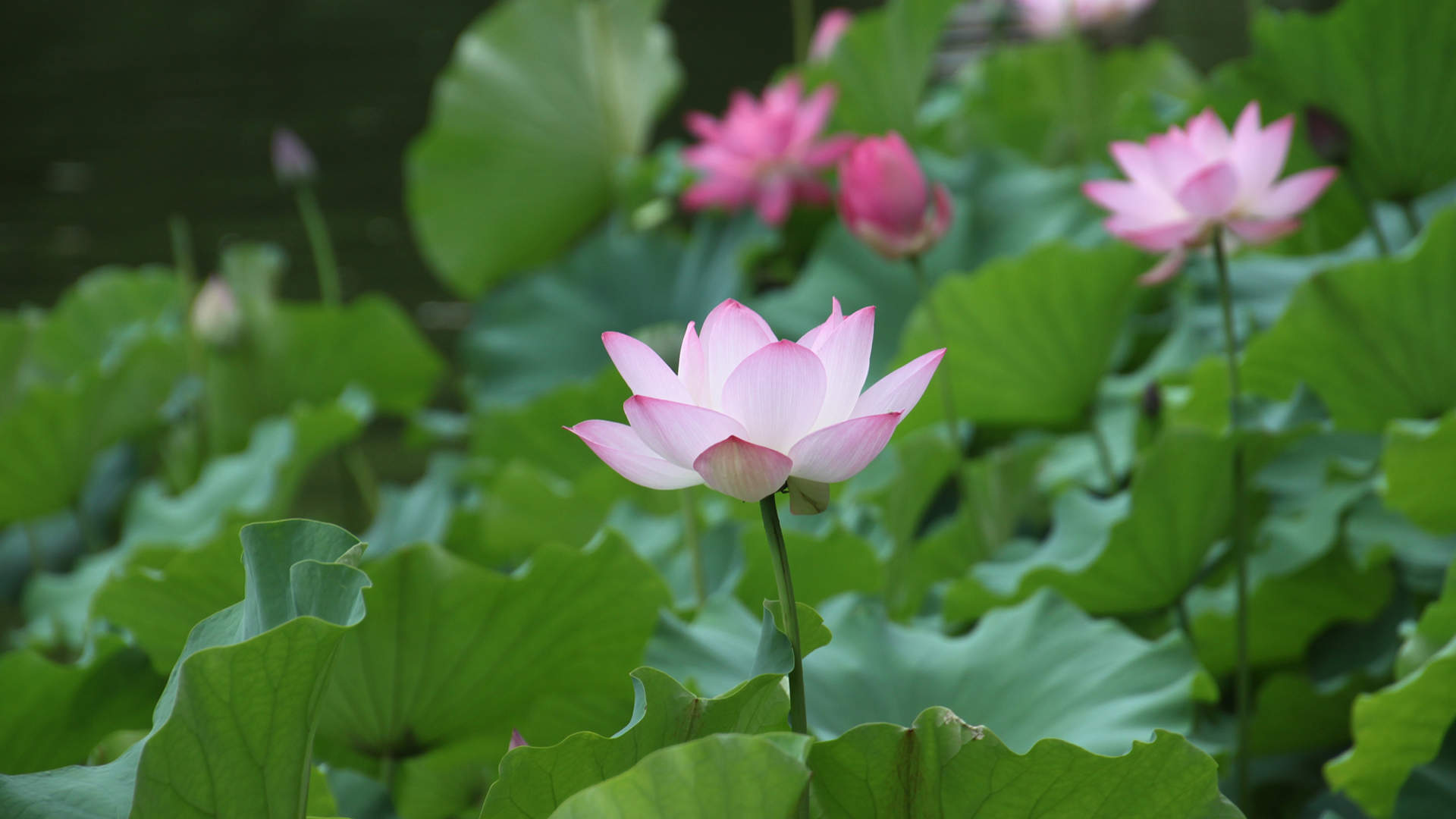 荷花图片图片