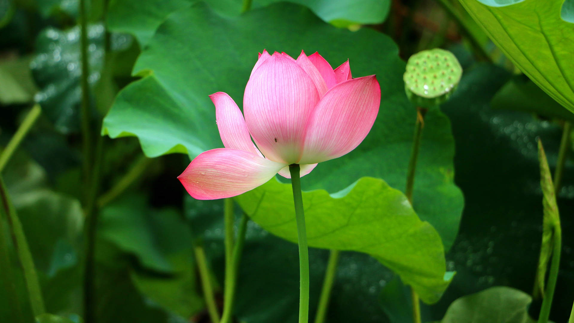 清新夏日荷花高清桌面壁纸图片