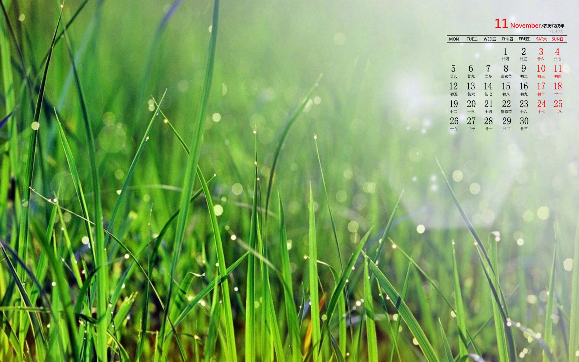 绿色植物图片