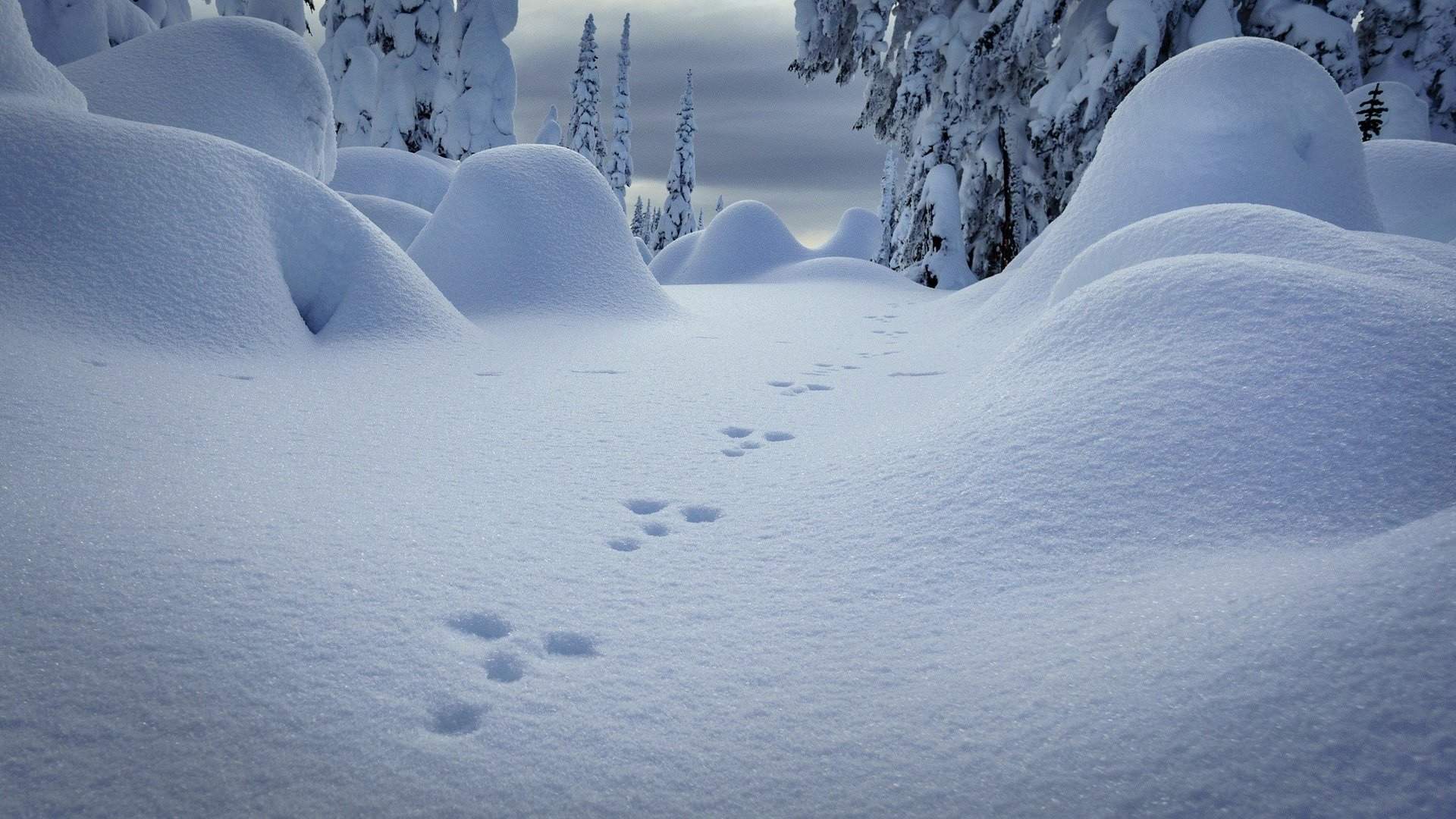 唯美动人雪景高清图片手机壁纸图片