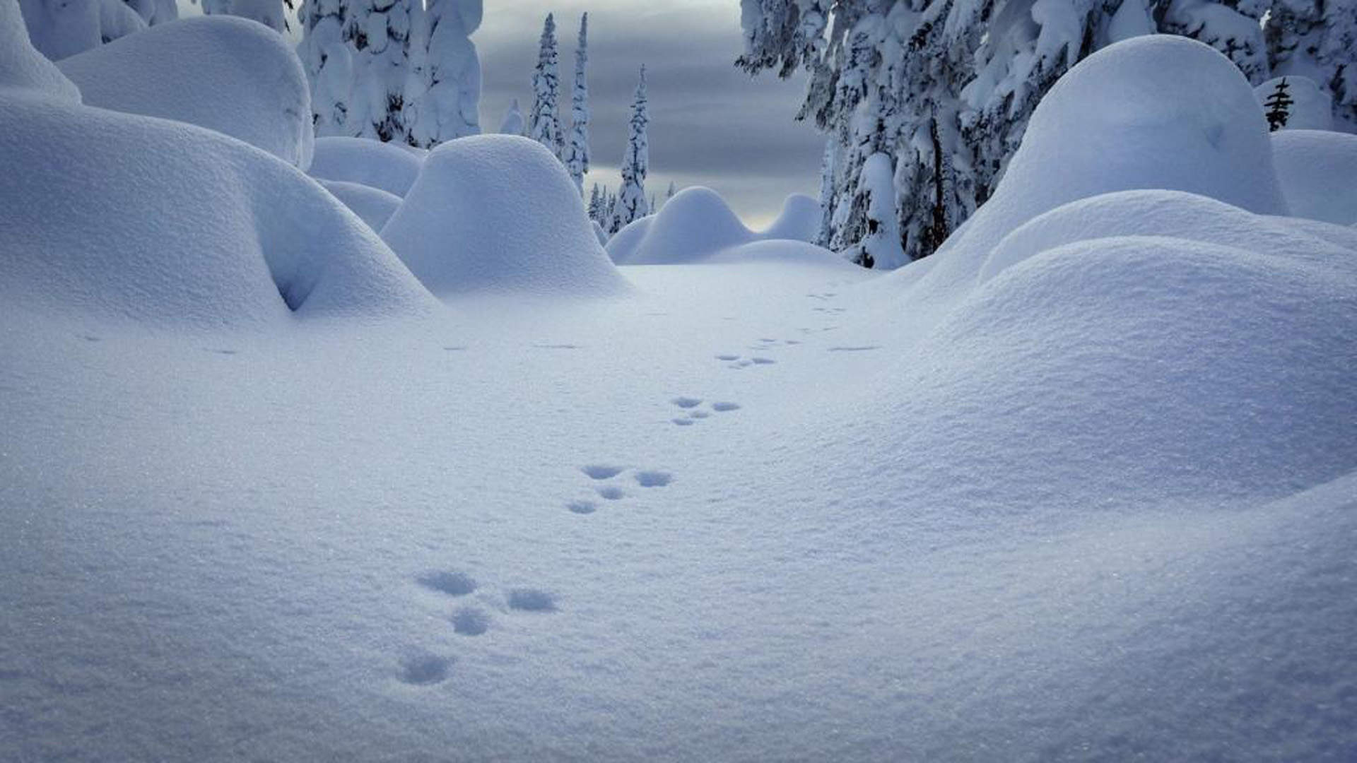郑秀妍日本函馆冬日雪景唯美写真图片图片
