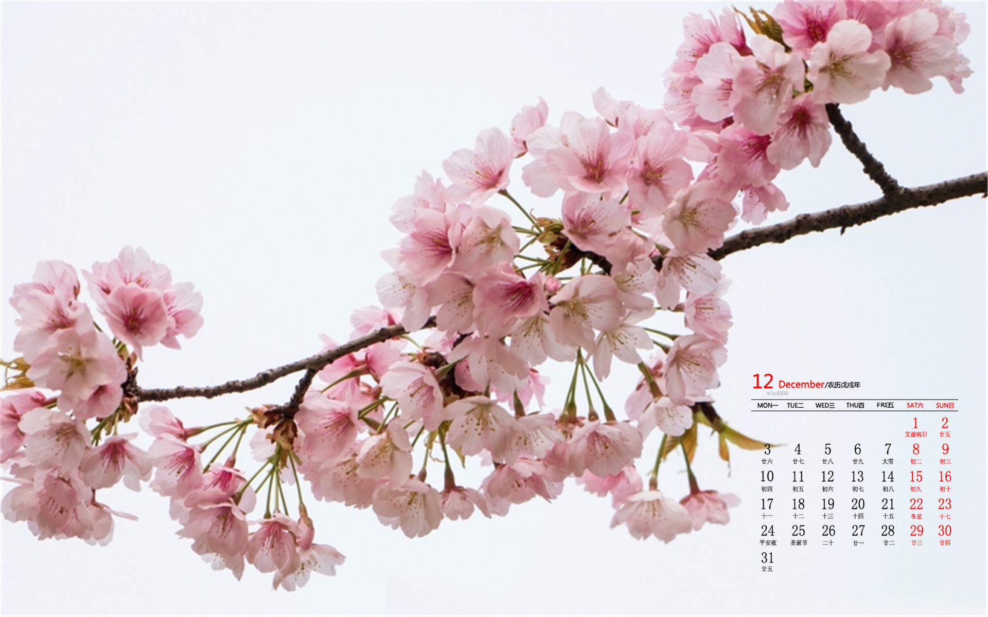 清新粉嫩的樱花图片桌面壁纸图片