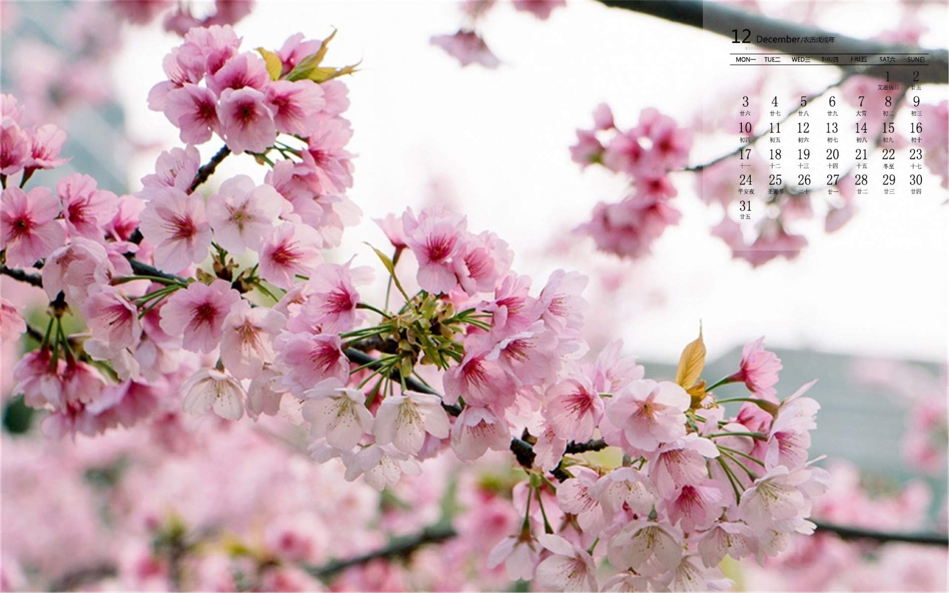 2019年4月春日唯美樱花高清日历壁纸图片