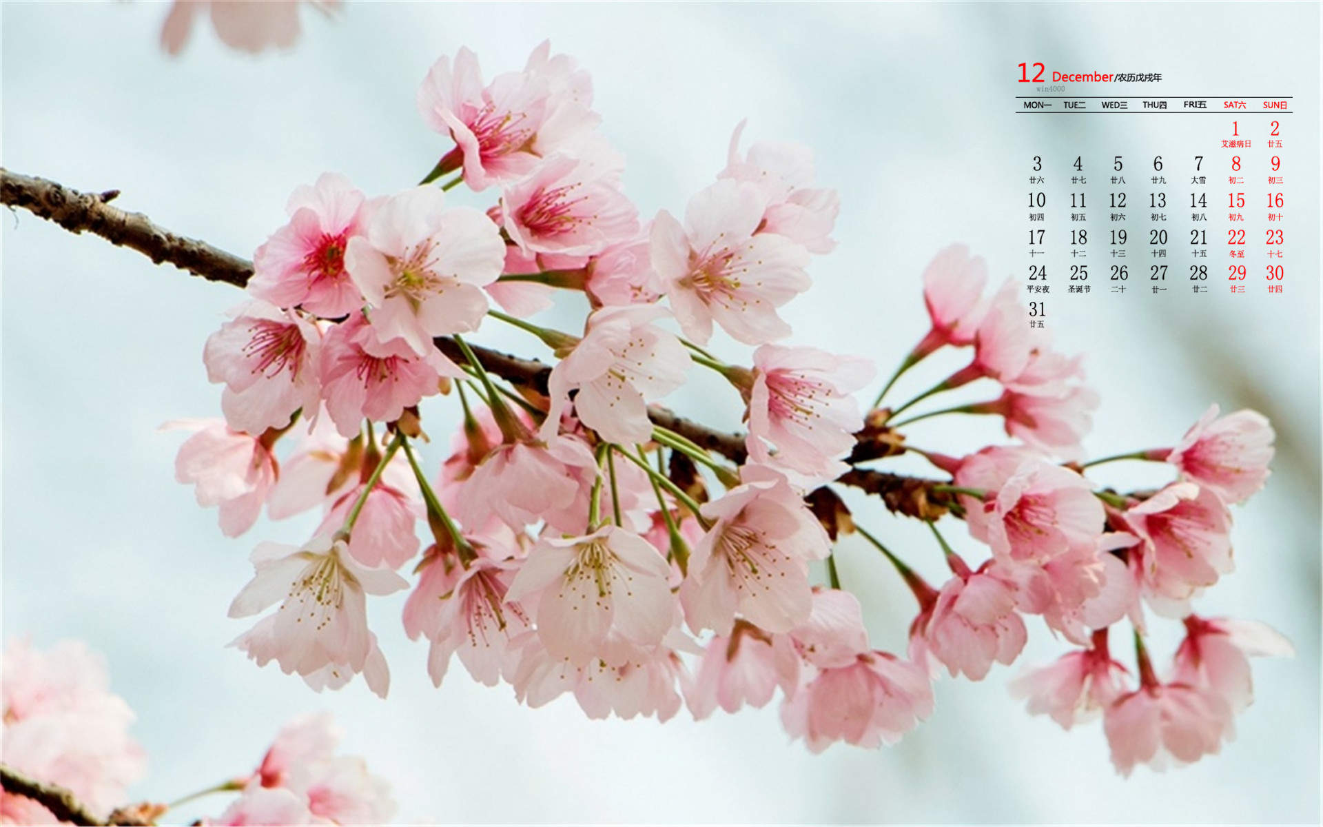2019年4月春日唯美樱花高清日历壁纸图片