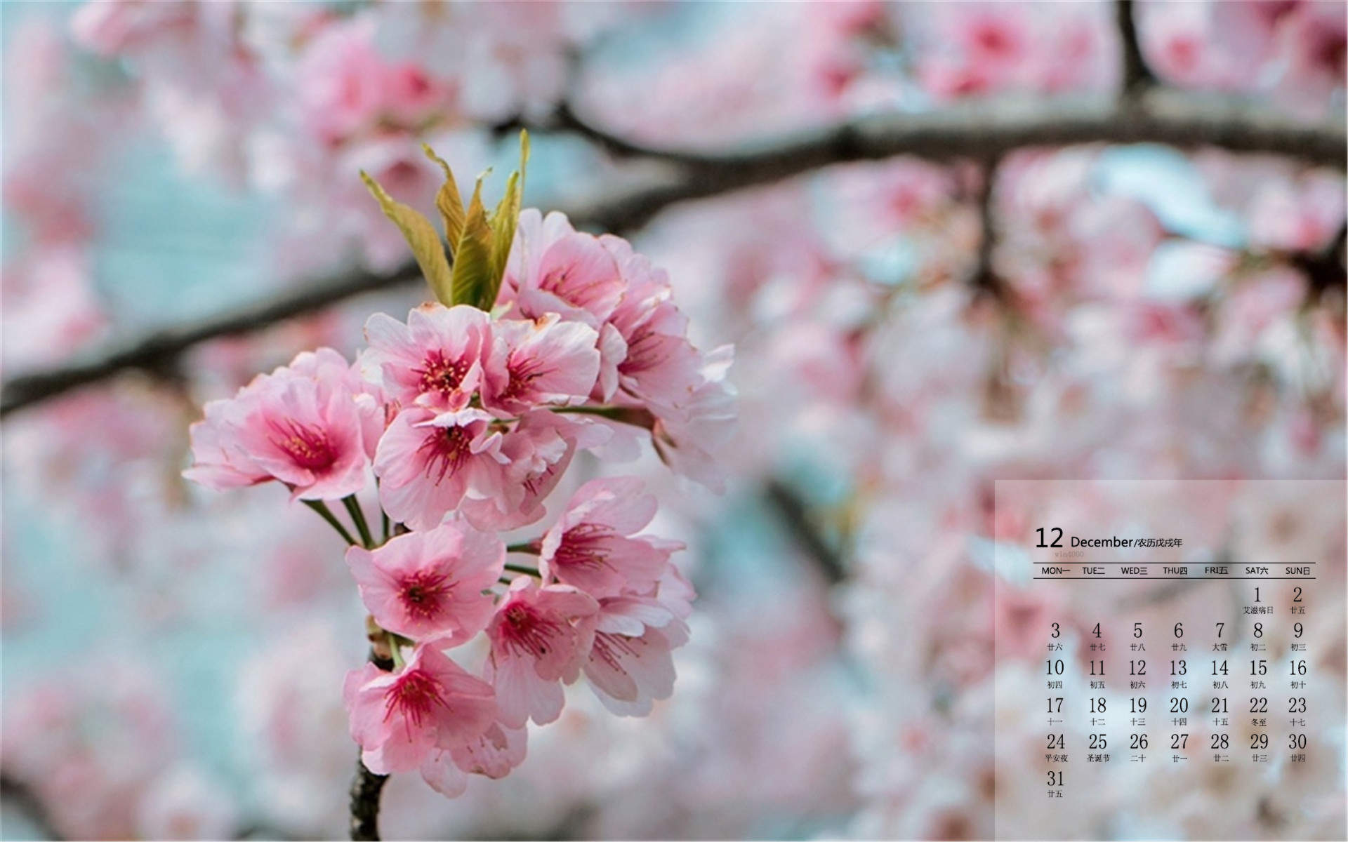 2019年4月春日唯美樱花高清日历壁纸图片