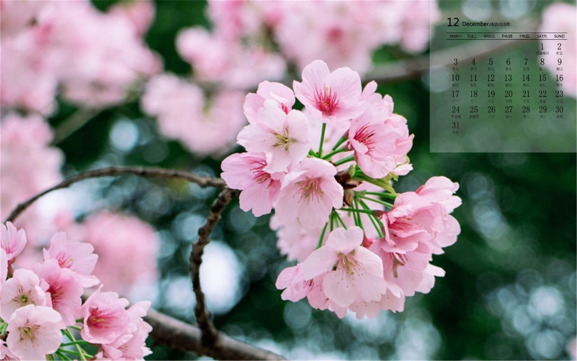 2019年4月春日唯美樱花高清日历壁纸图片