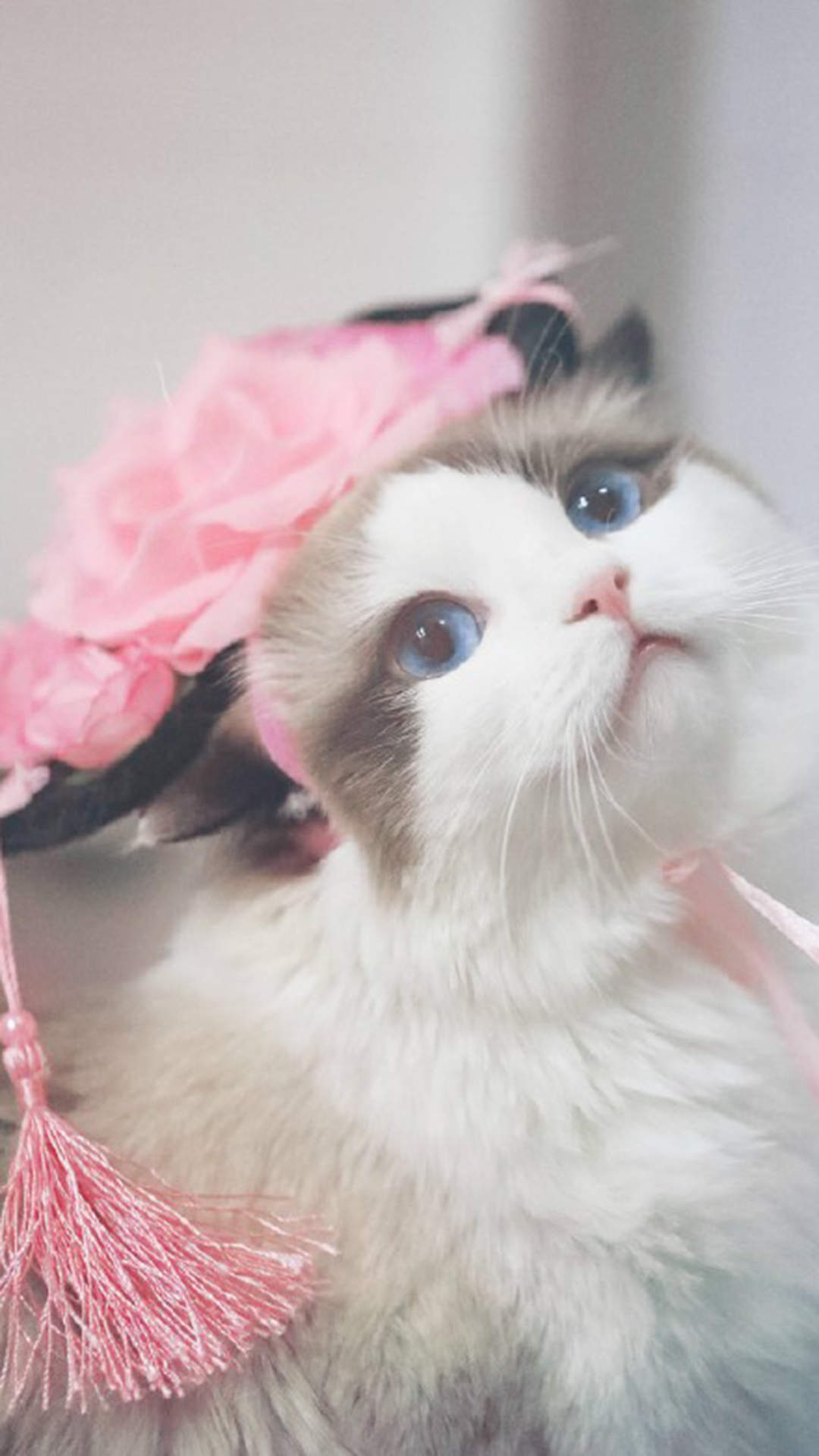 乖巧可爱猫咪图片手机壁纸图片