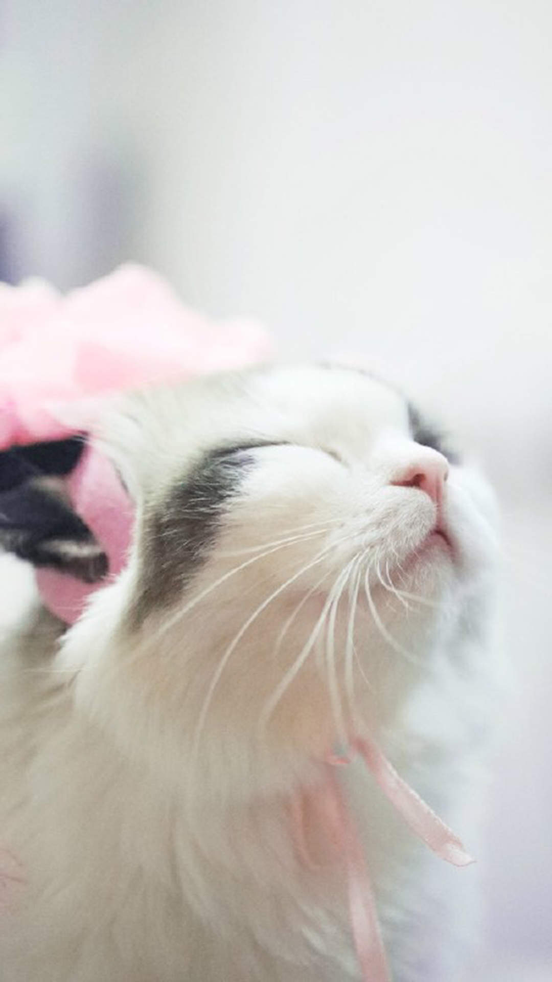 可爱猫咪图片图片