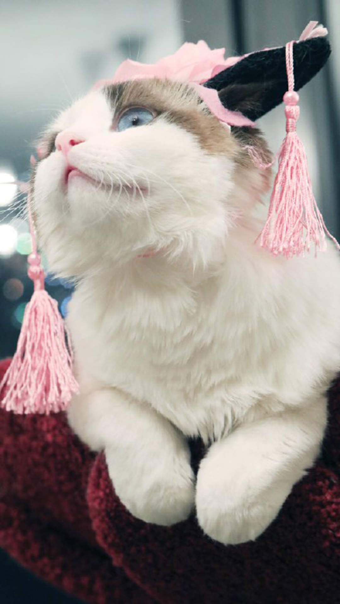 可爱猫咪图片图片