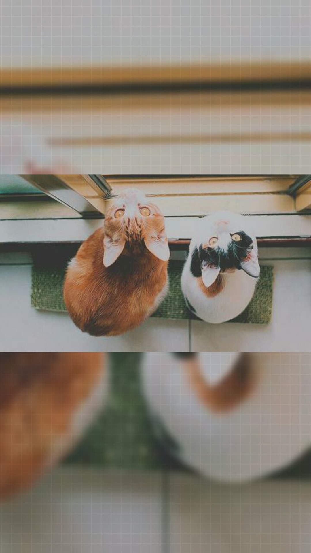 呆萌可爱猫咪图片桌面壁纸图片
