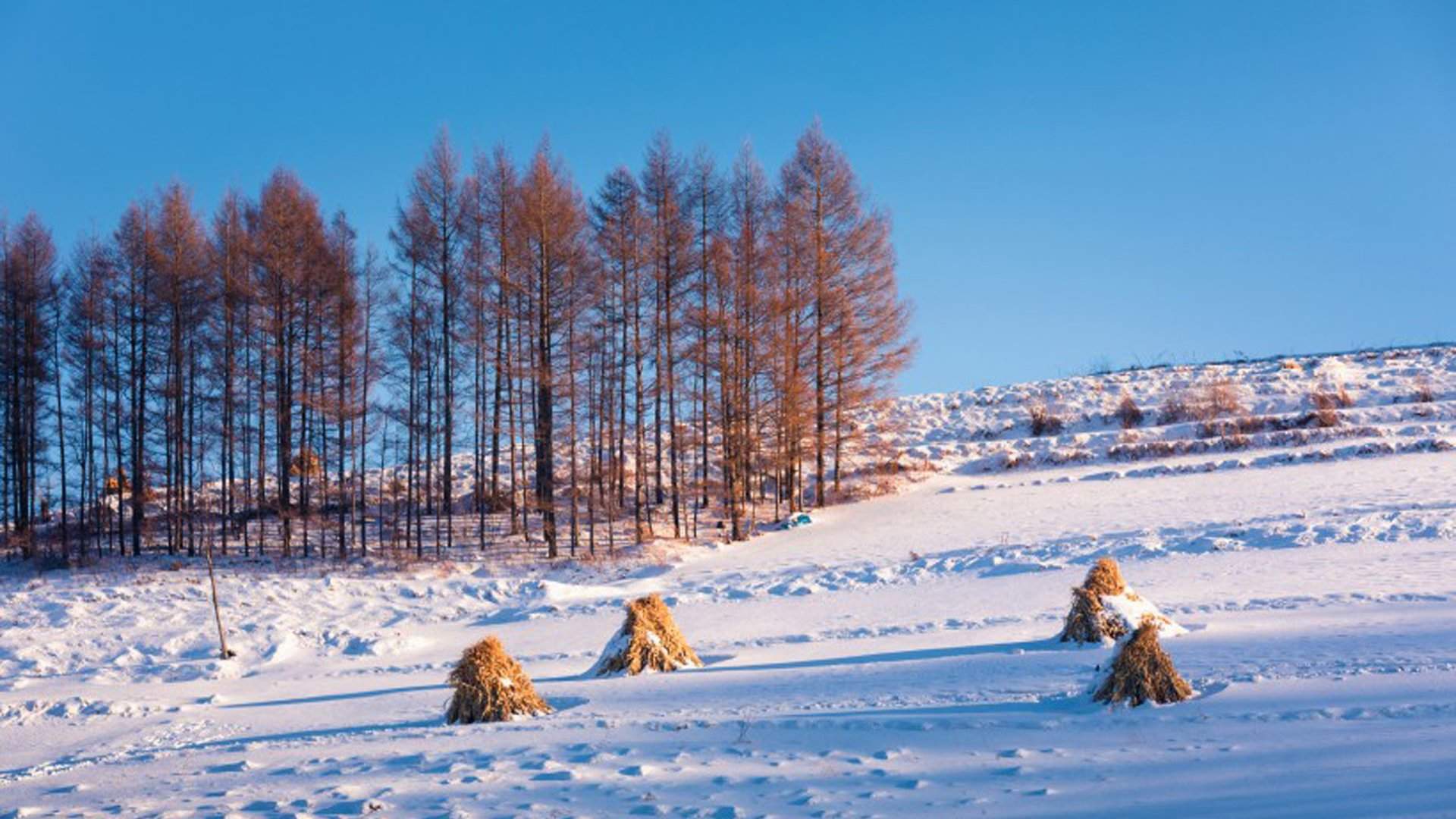 雪景图片