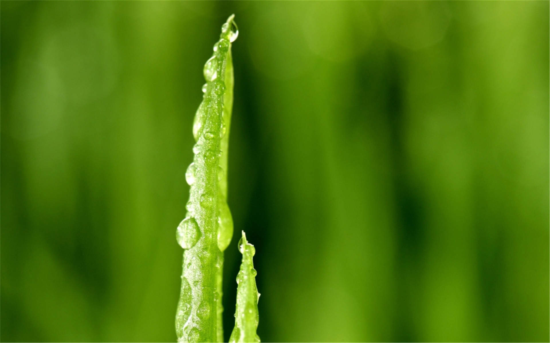 小清新植物嫩芽图片桌面壁纸图片