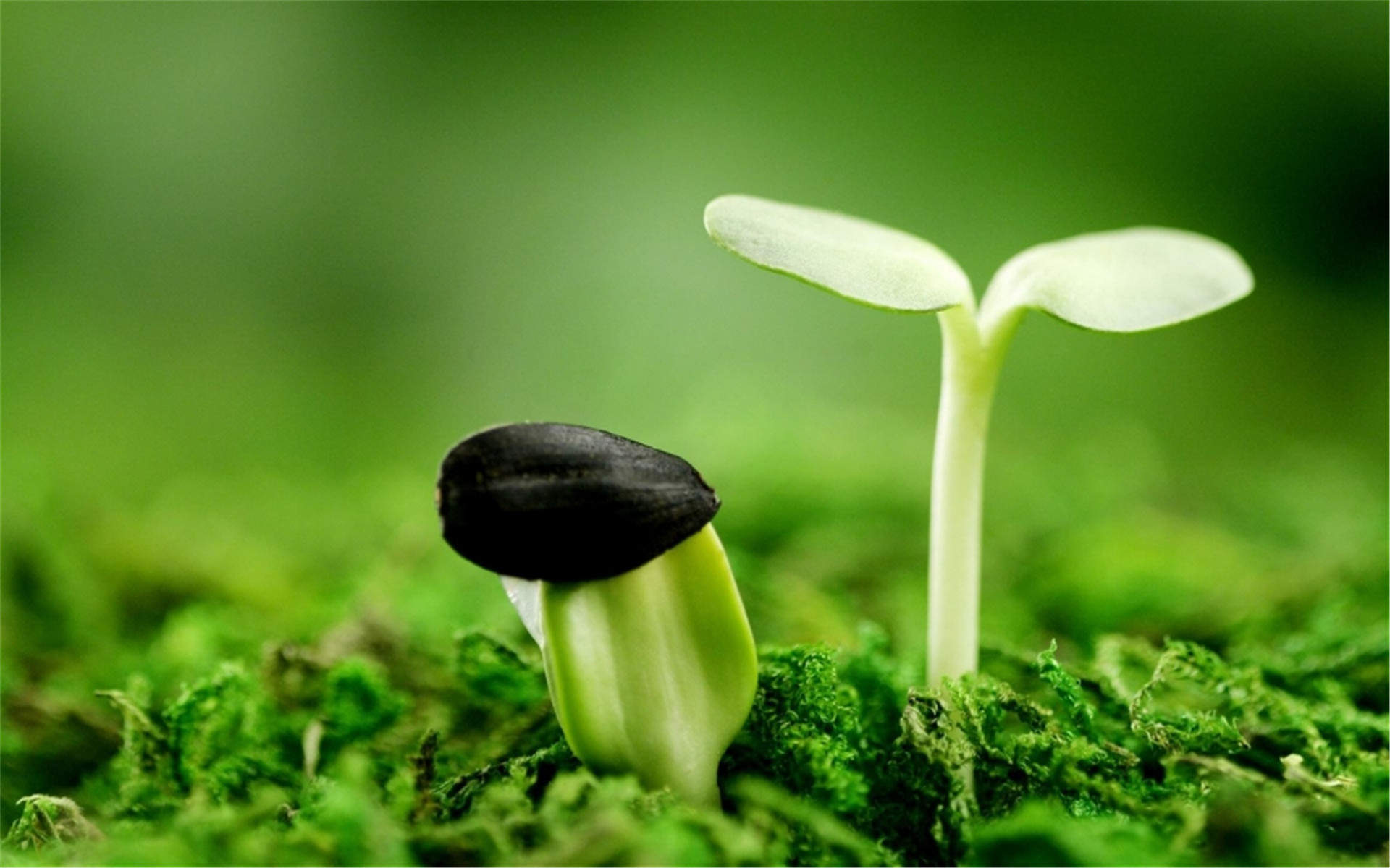 小清新植物嫩芽图片桌面壁纸图片