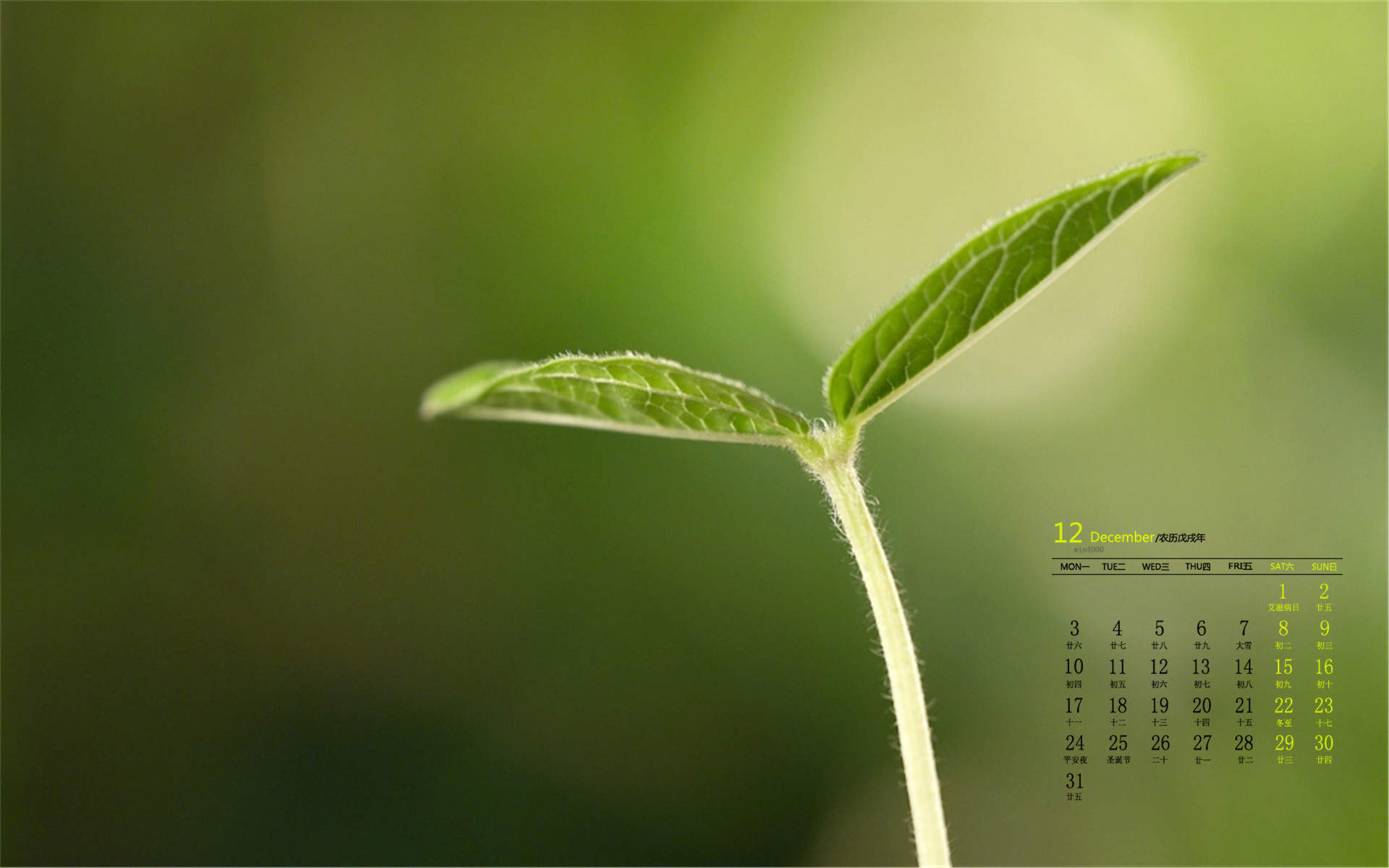小清新植物嫩芽图片桌面壁纸图片