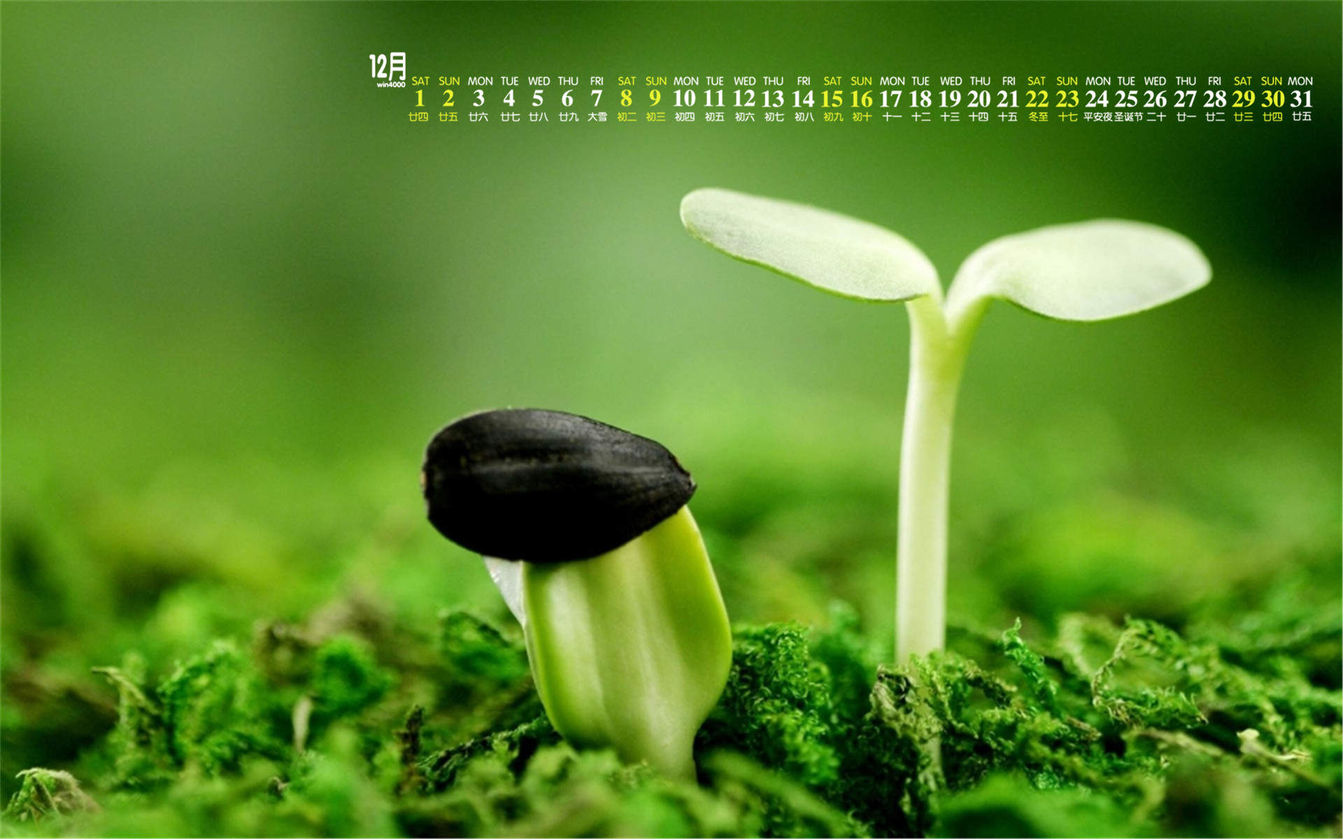 小清新植物嫩芽图片桌面壁纸图片