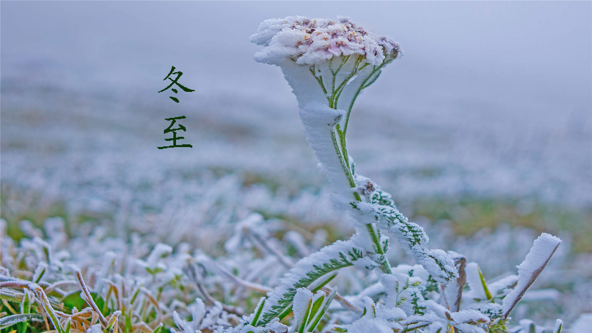 雪景图片