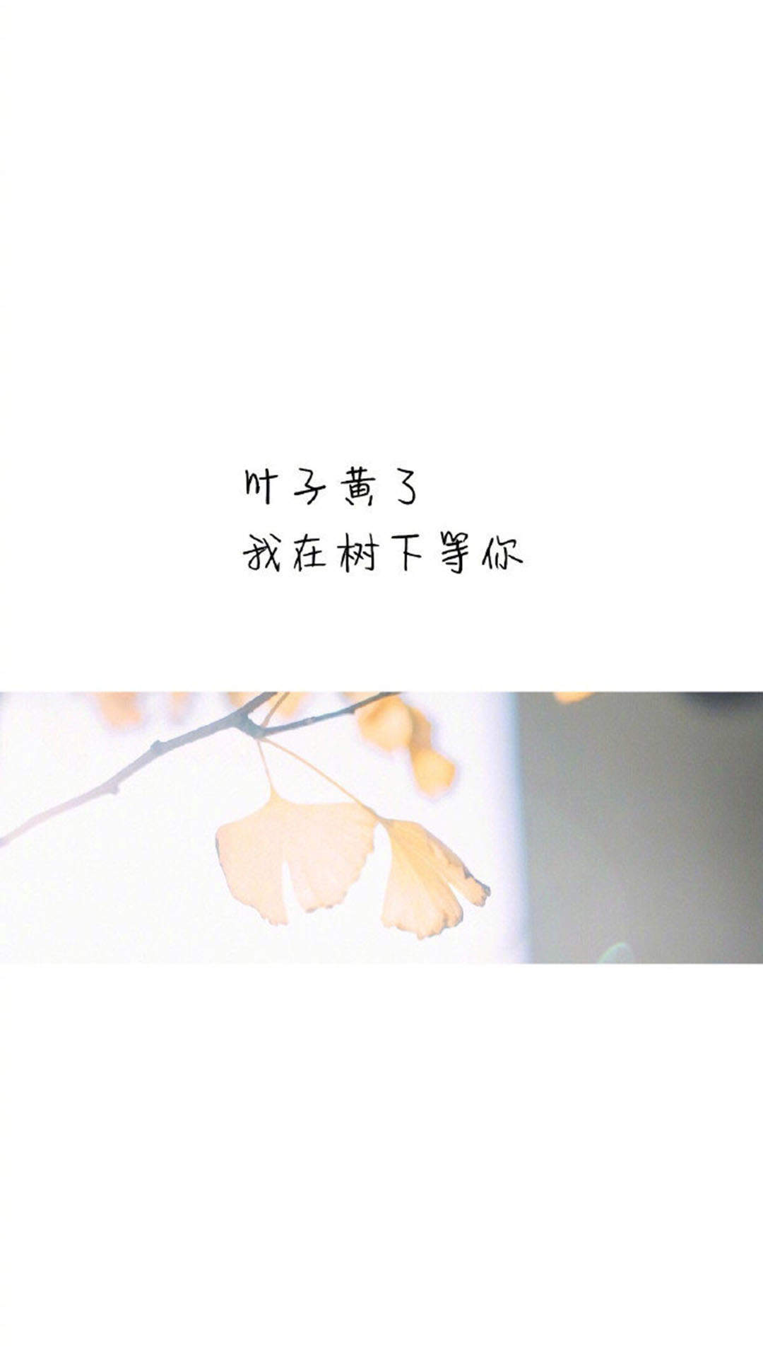 清新文字控文艺风手机壁纸图片