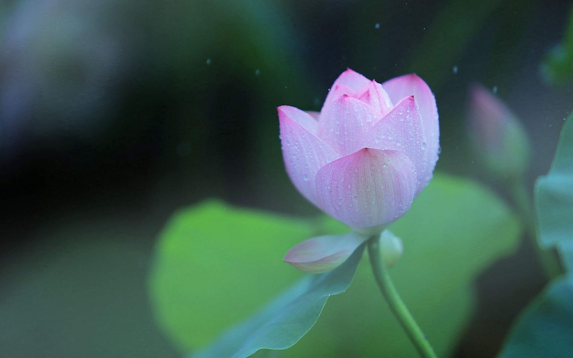 荷花图片图片