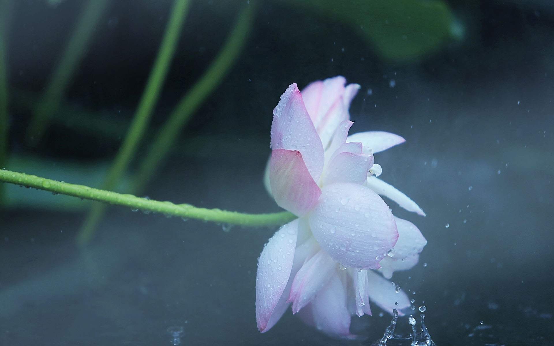 清新夏日荷花高清桌面壁纸图片